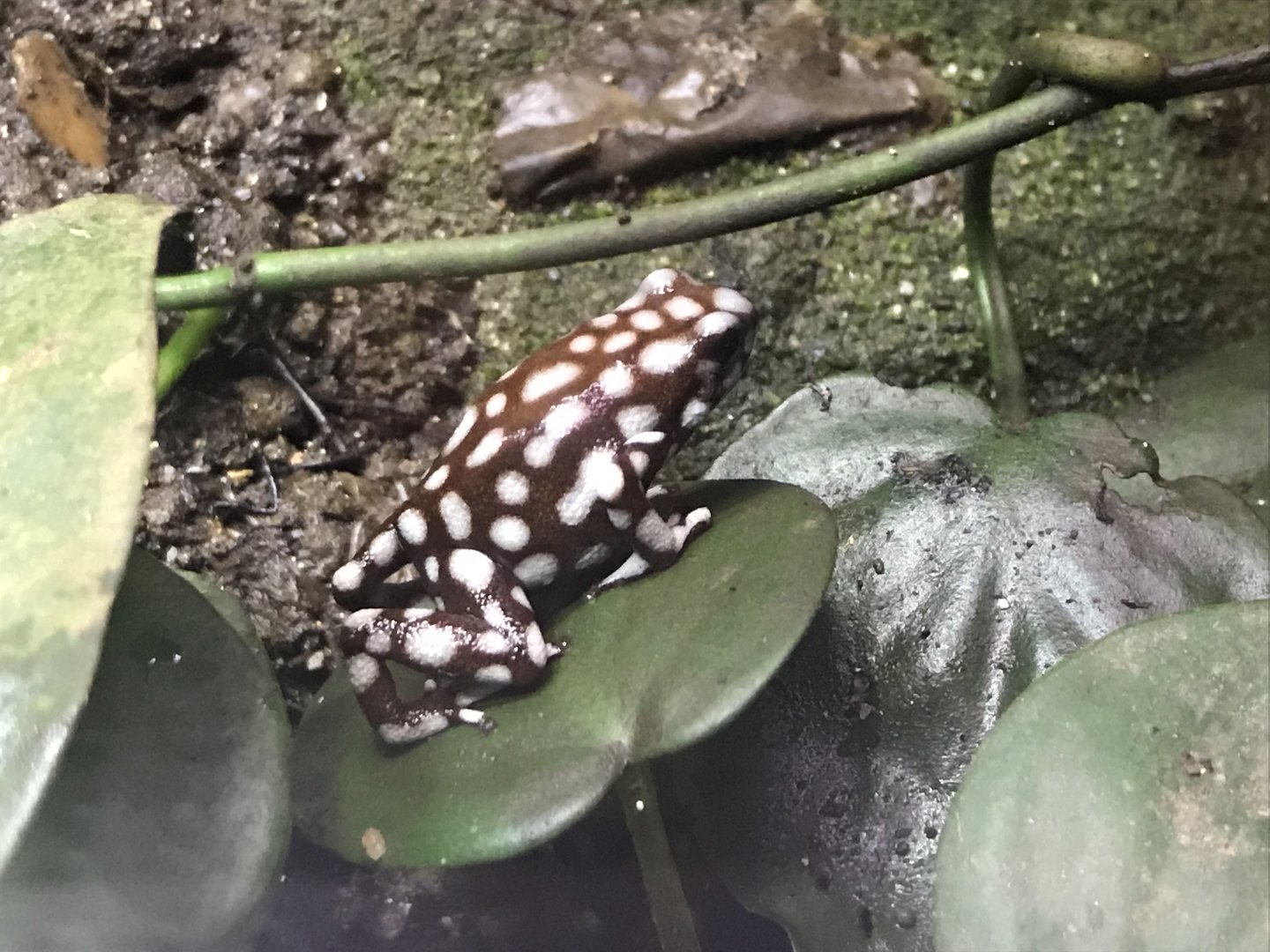 Tropical House - Maranon poison frog 081018