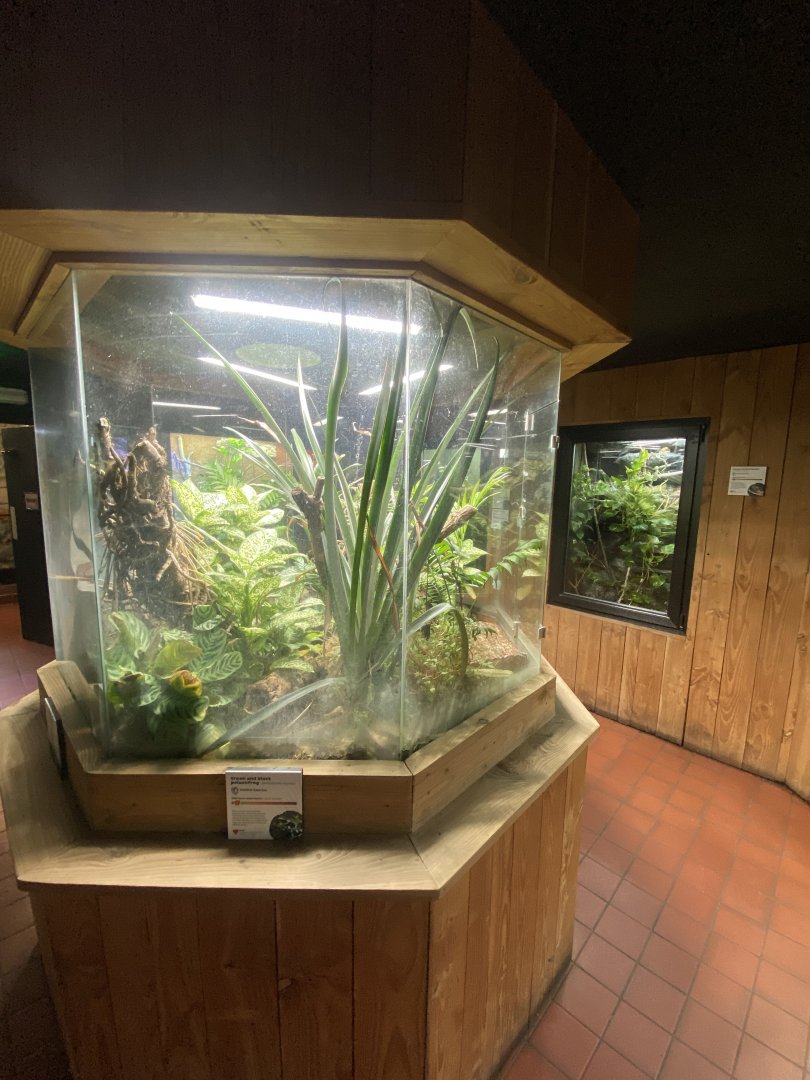 Tropical House - Mixed frog exhibit 240424