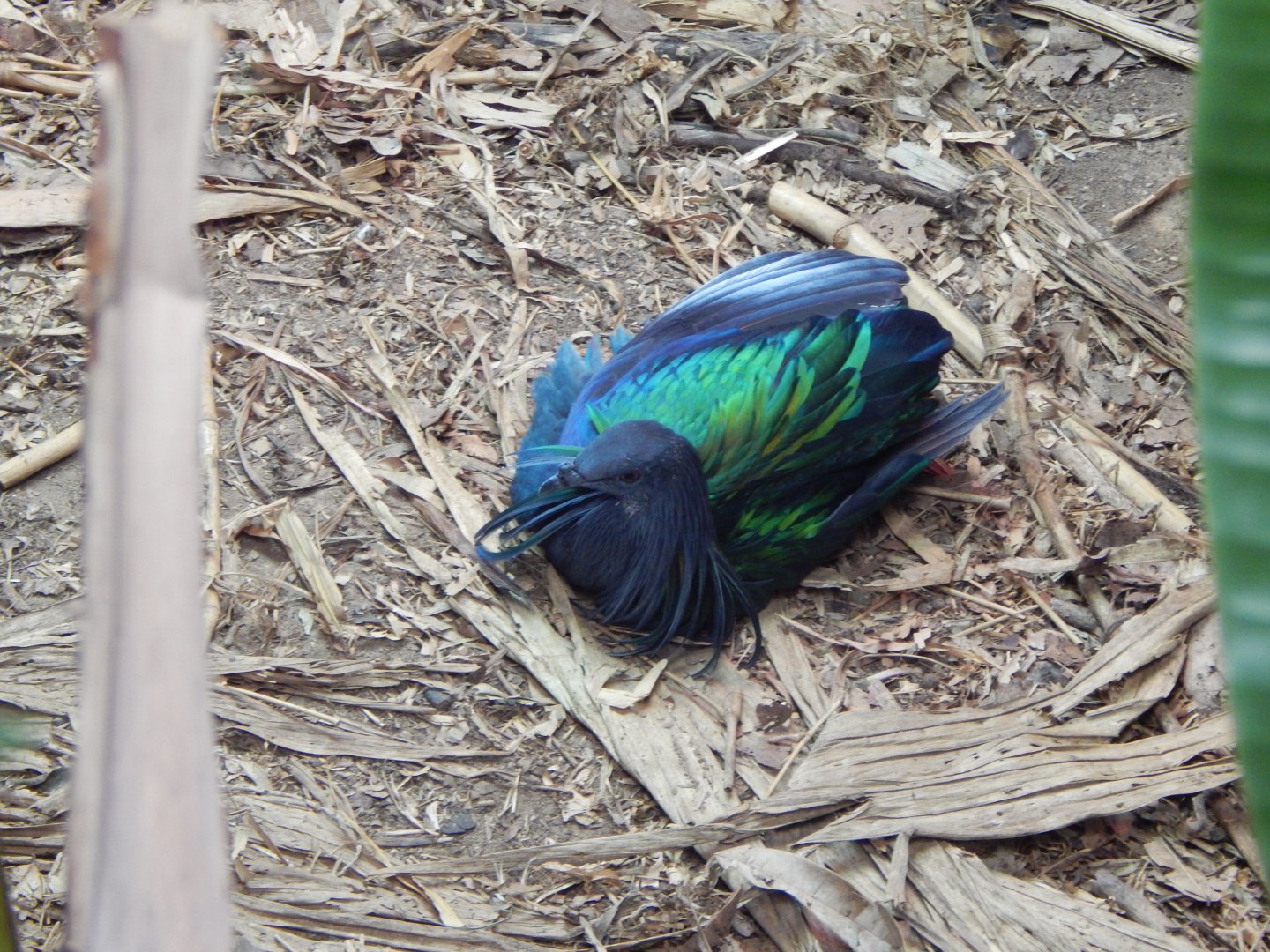 Tropical House - Nicobar pigeon 040822