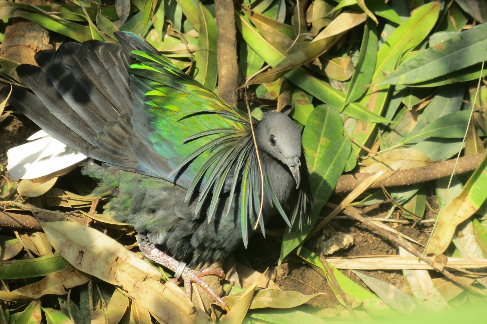 Tropical House - Nicobar pigeon 110519