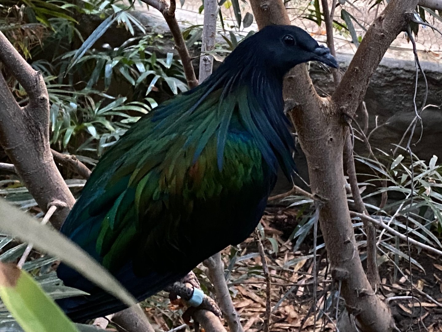 Tropical House - Nicobar pigeon 121223