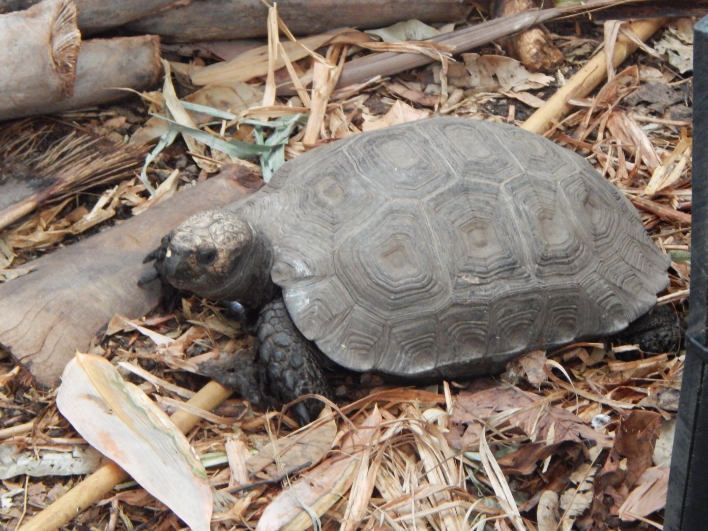 Tropical House - Northern brown tortoise 150725