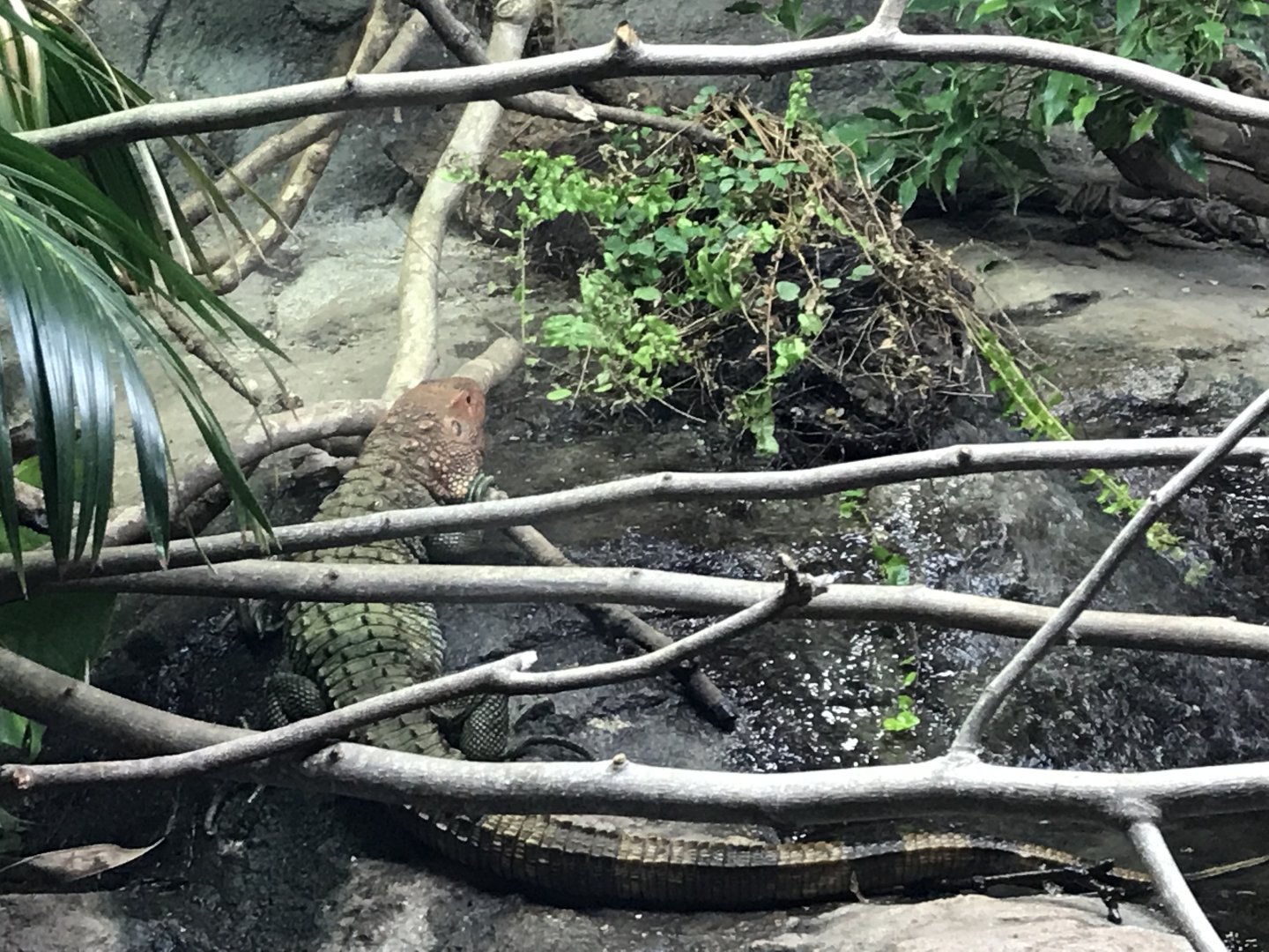 Tropical House - Northern caiman lizard 050119