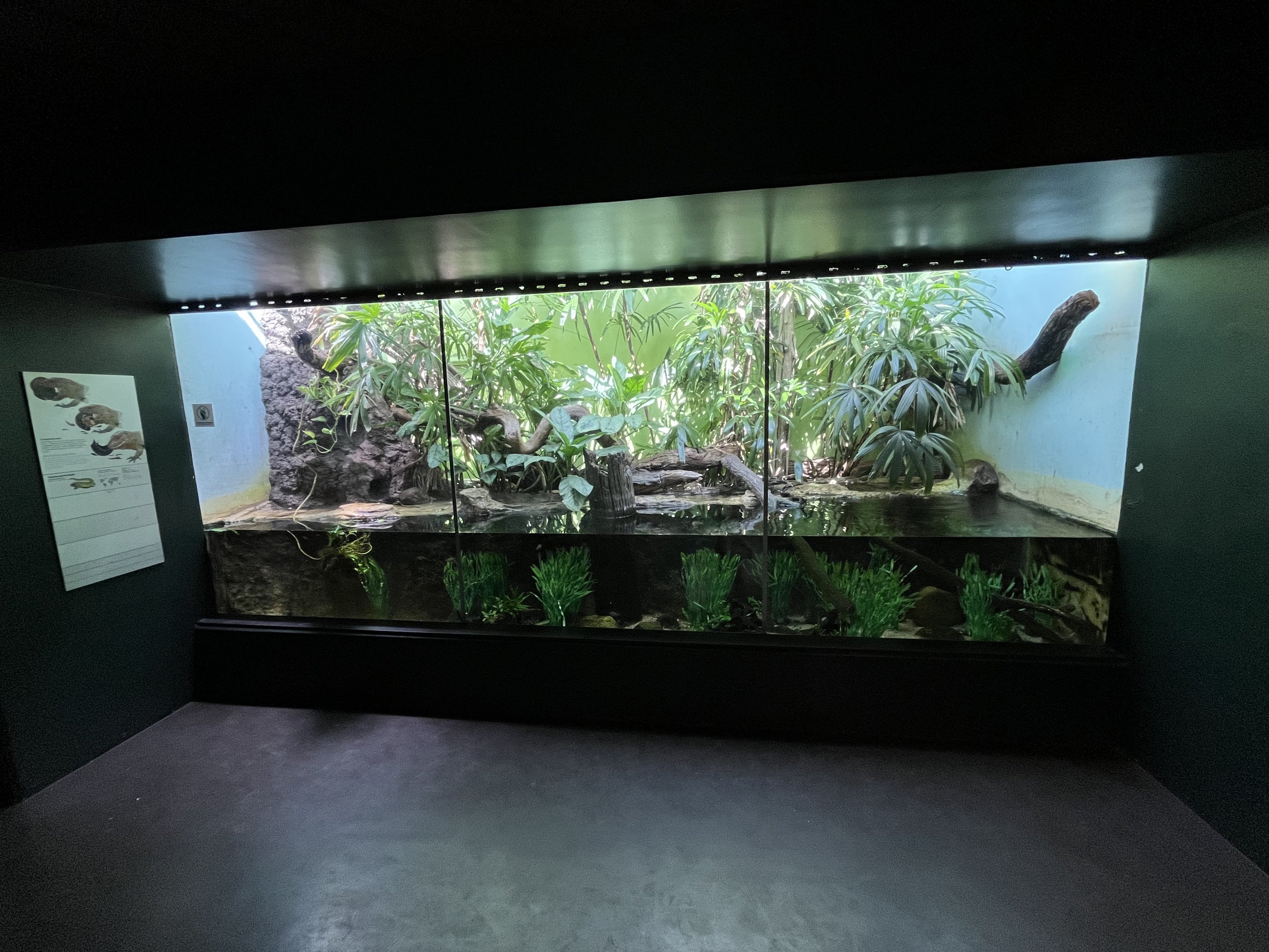 Tropical House - Northern Caiman Lizard Exhibit