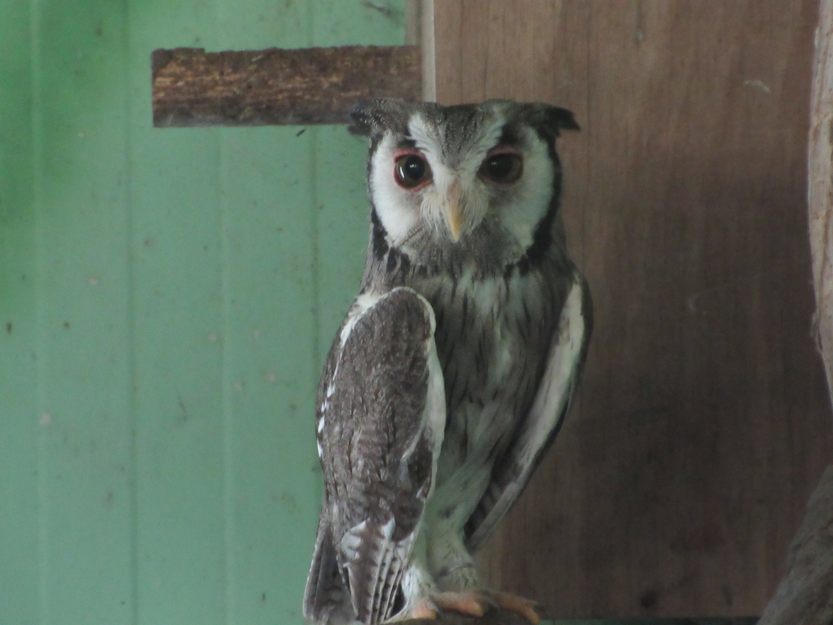 Tropical House - Northern White-faced Scops Owl