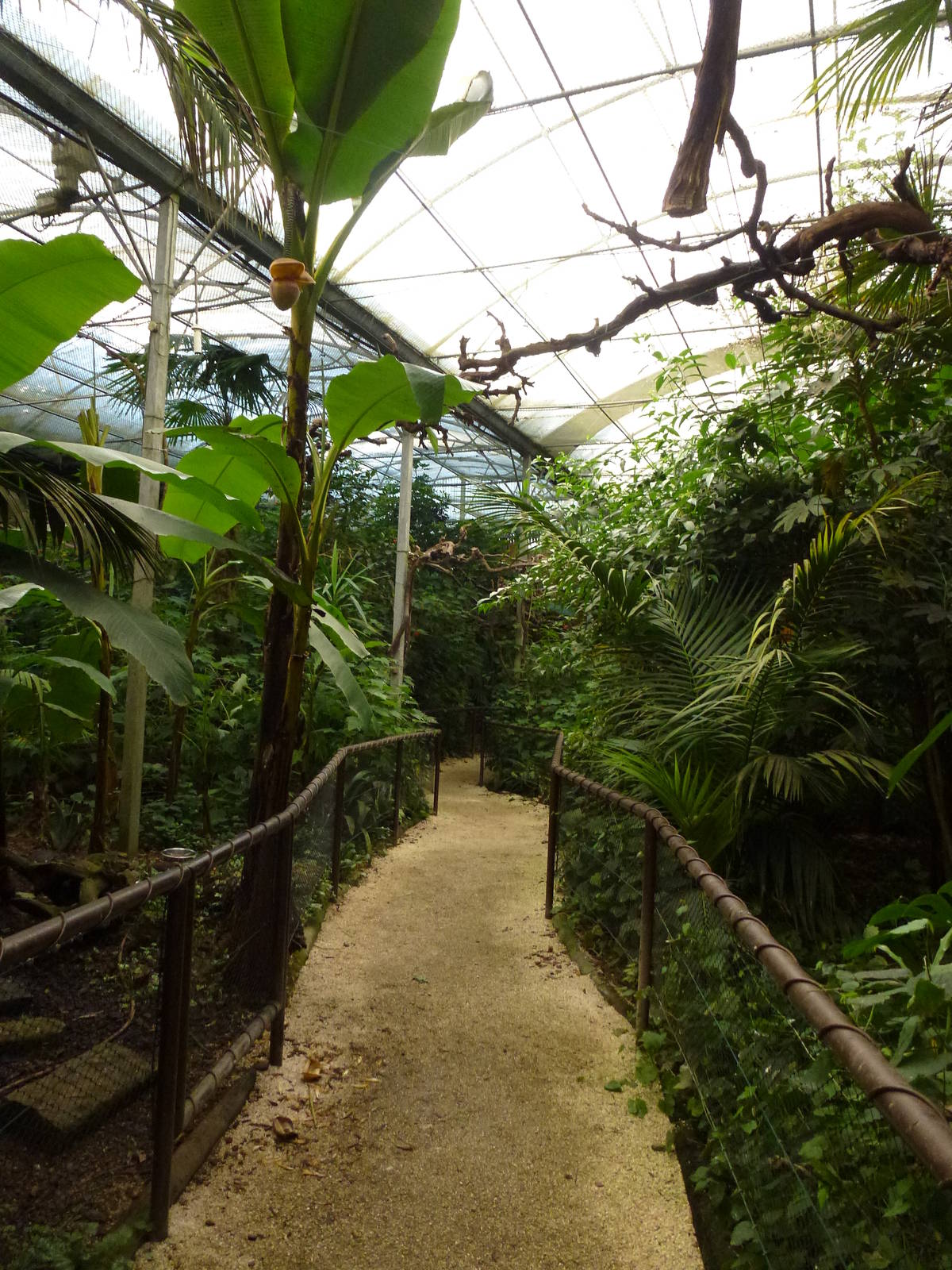 Tropical house, November 2013.