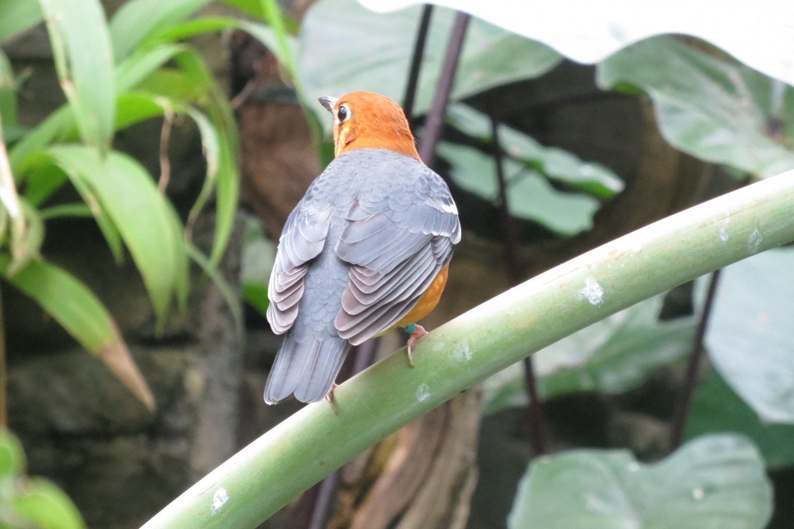 Tropical House - Orange-headed ground-thrush 071019