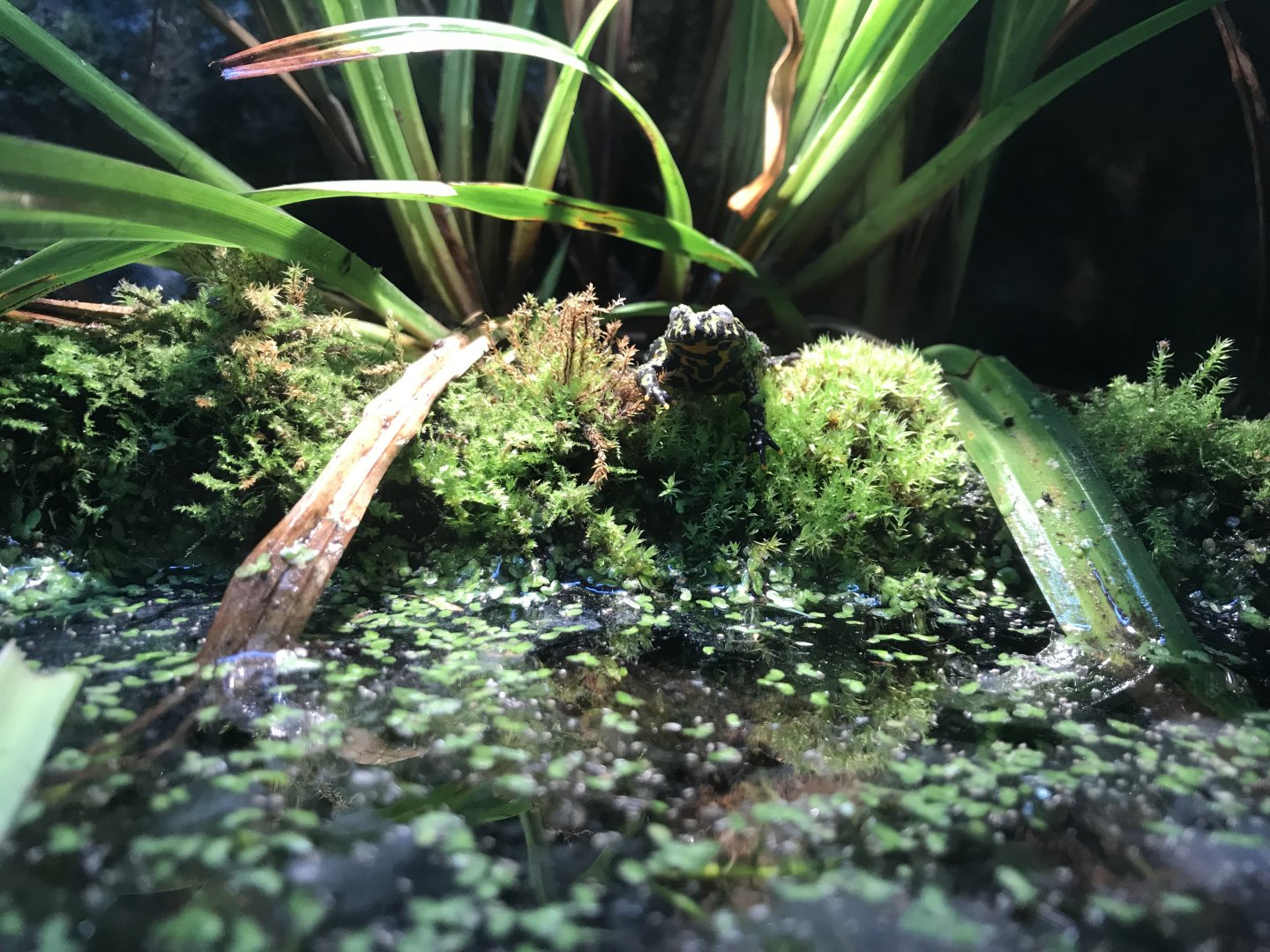 Tropical House - Oriental fire-bellied toad 081018