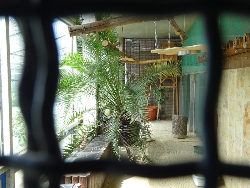 Tropical House - Oriental pied hornbill enclosure