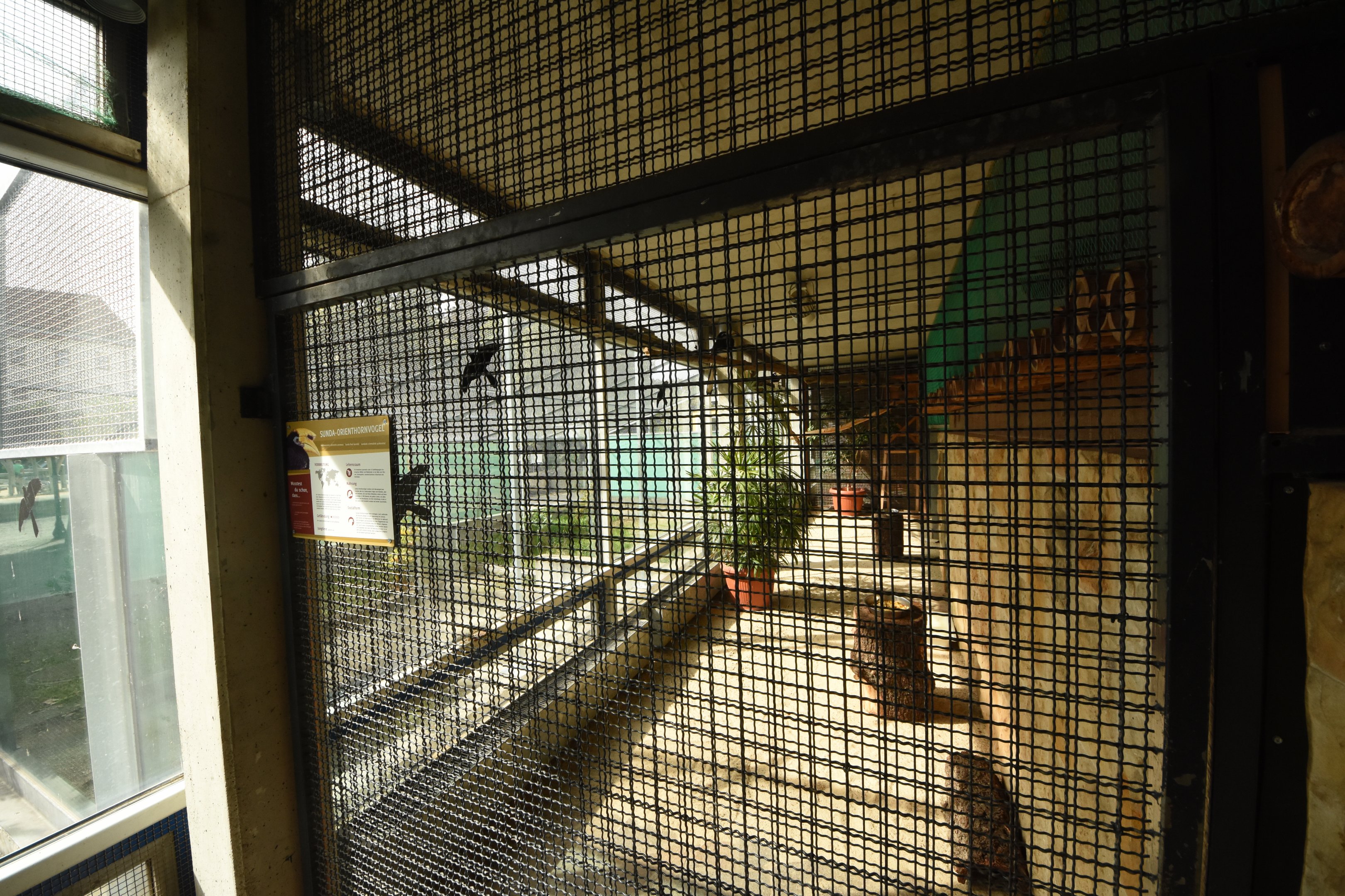 Tropical house - Oriental pied hornbill