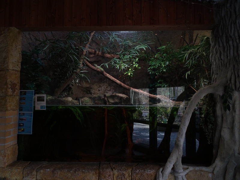 Tropical House: Paludarium for water dragons and fishes