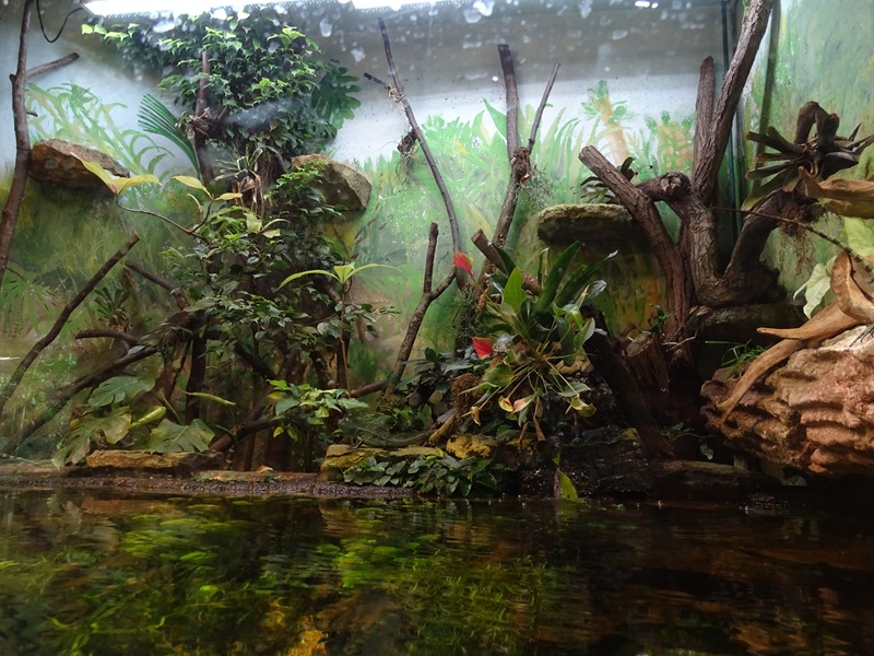 Tropical House - Paludarium