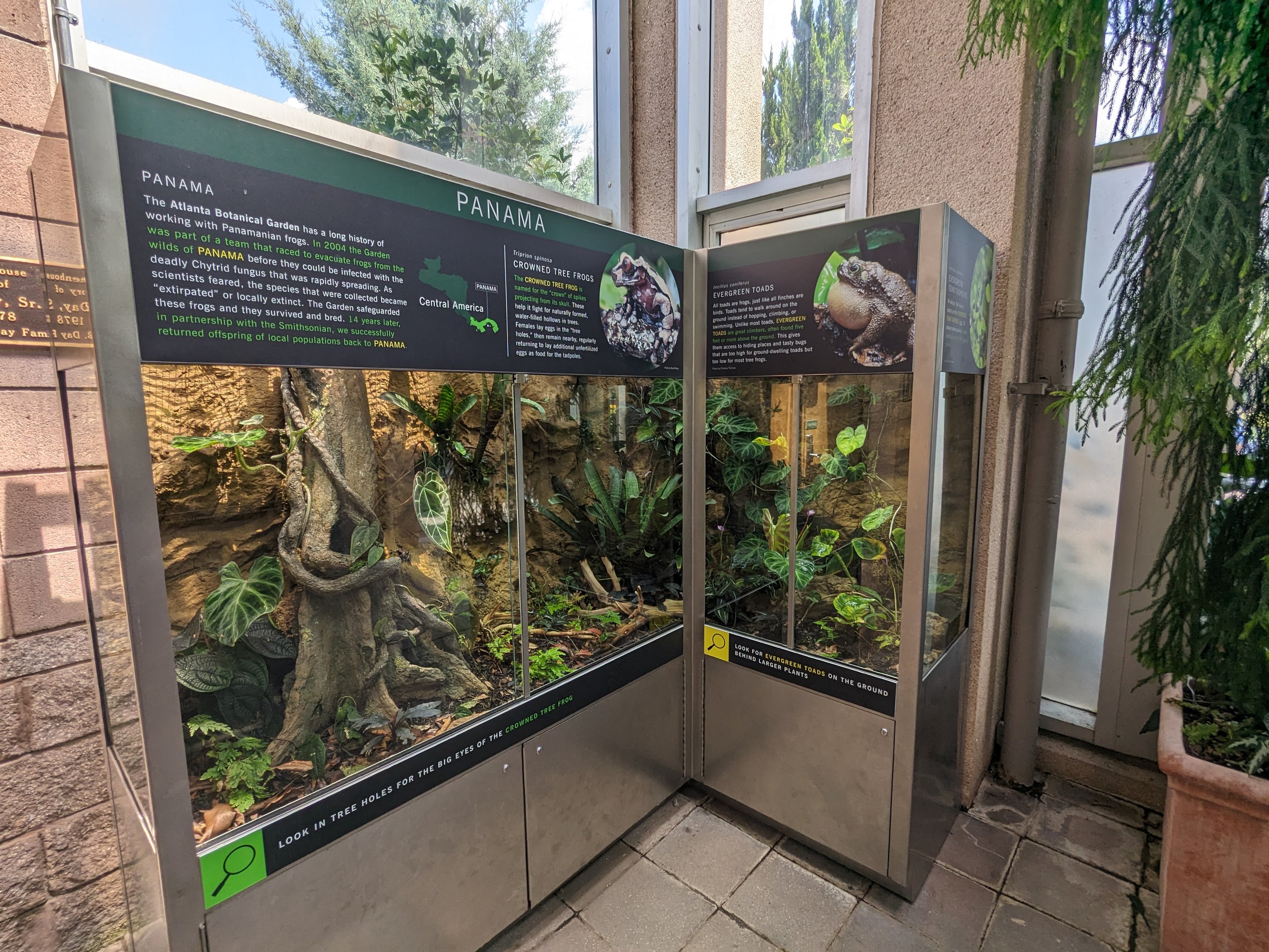 Tropical House - Panama tank (Crowned tree frog and evergreen toad)