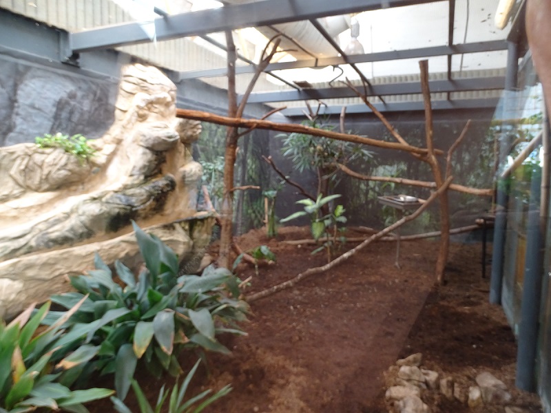 Tropical House; papuan hornbill enclosure (04/23)