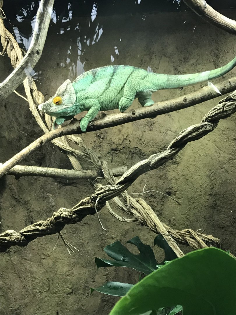 Tropical House - Parson's chameleon 050119