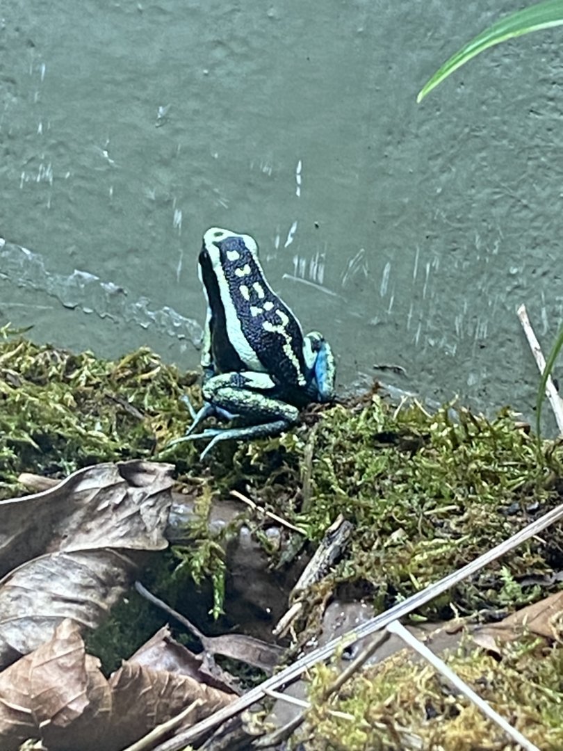 Tropical House - Pleasing poison frog 240424