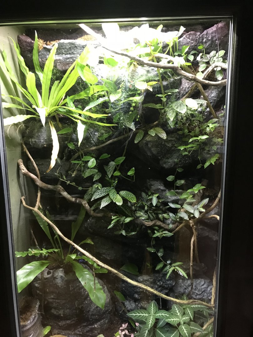 Tropical House - poison dart frog exhibit 081018