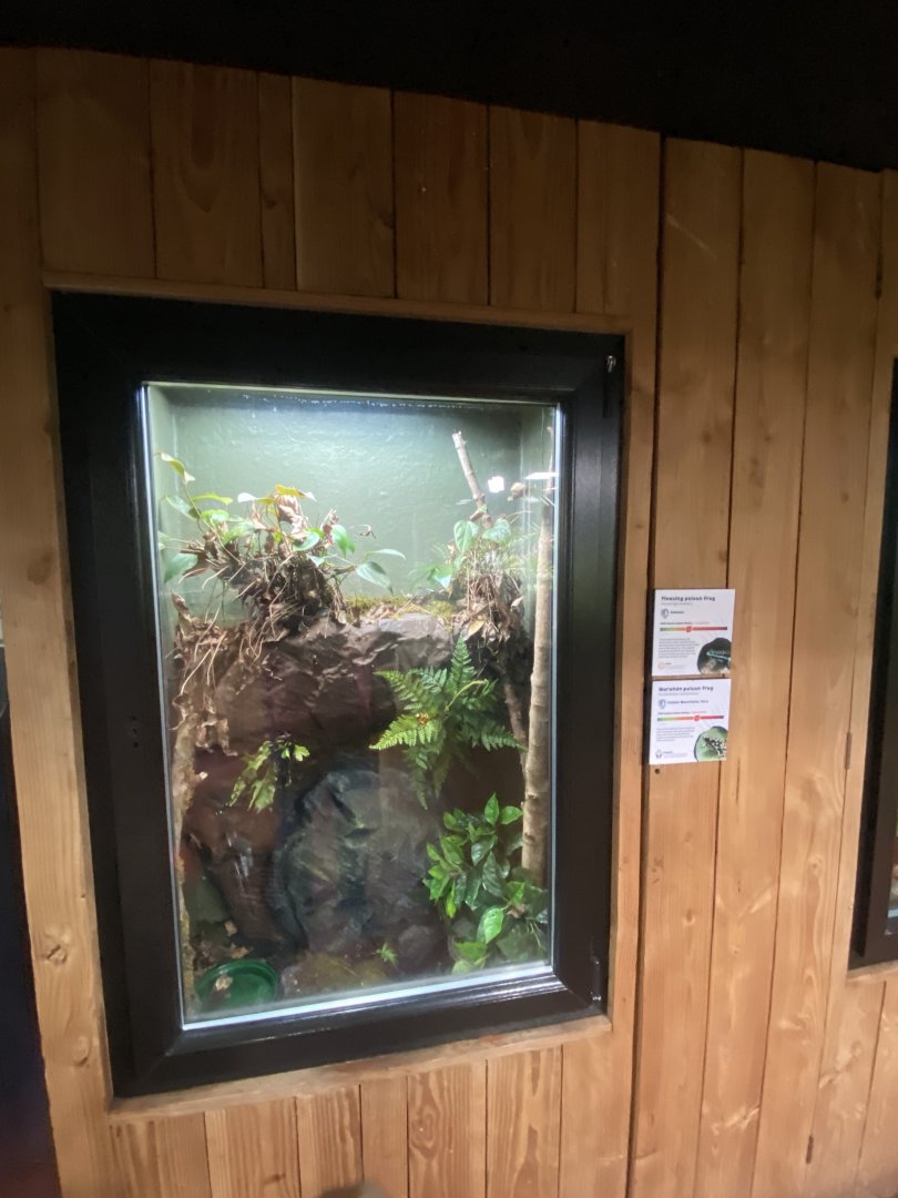 Tropical House - Poison dart frog exhibit 240424