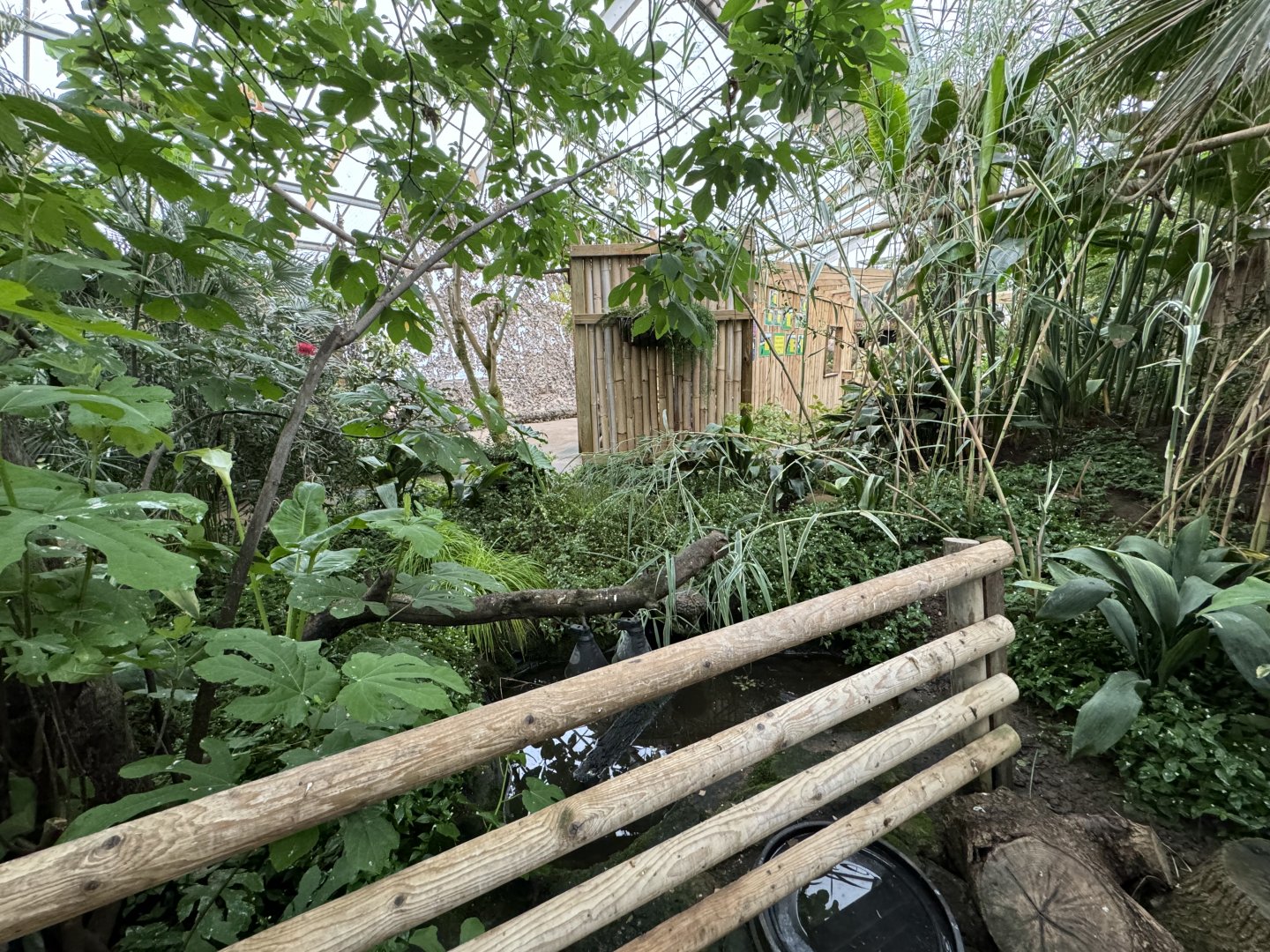 Tropical House Pond at Woodside Wildlife Park (May 2024)