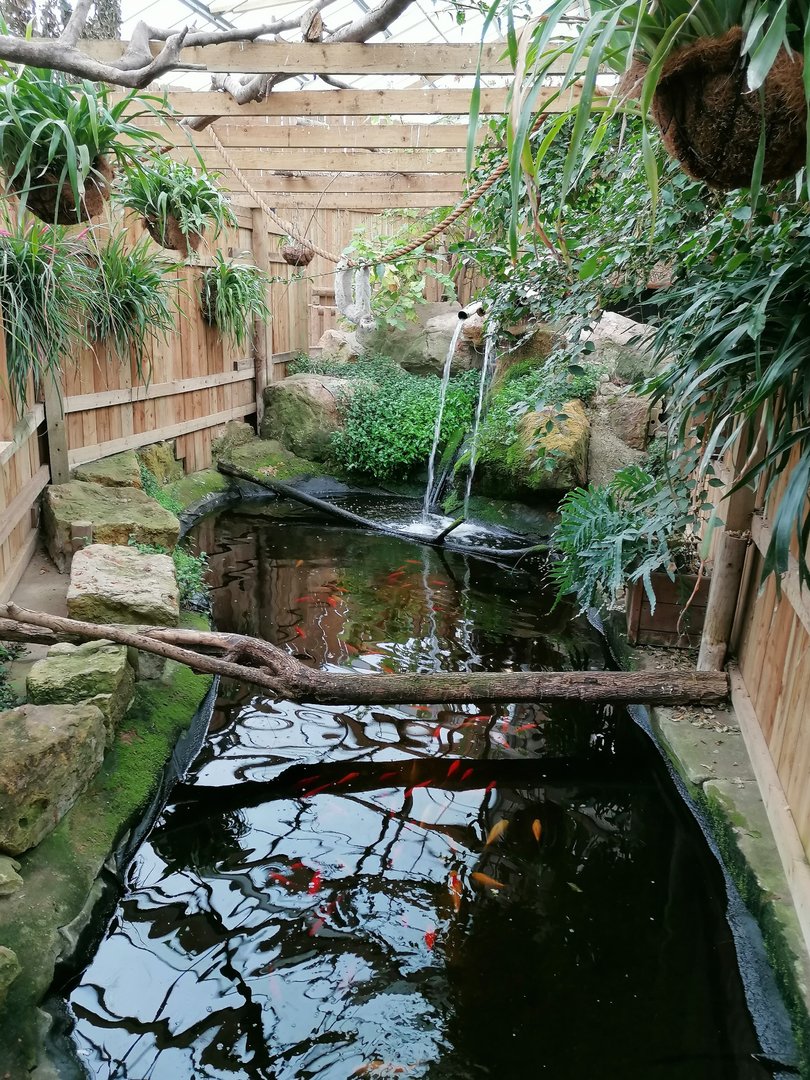 Tropical House pond