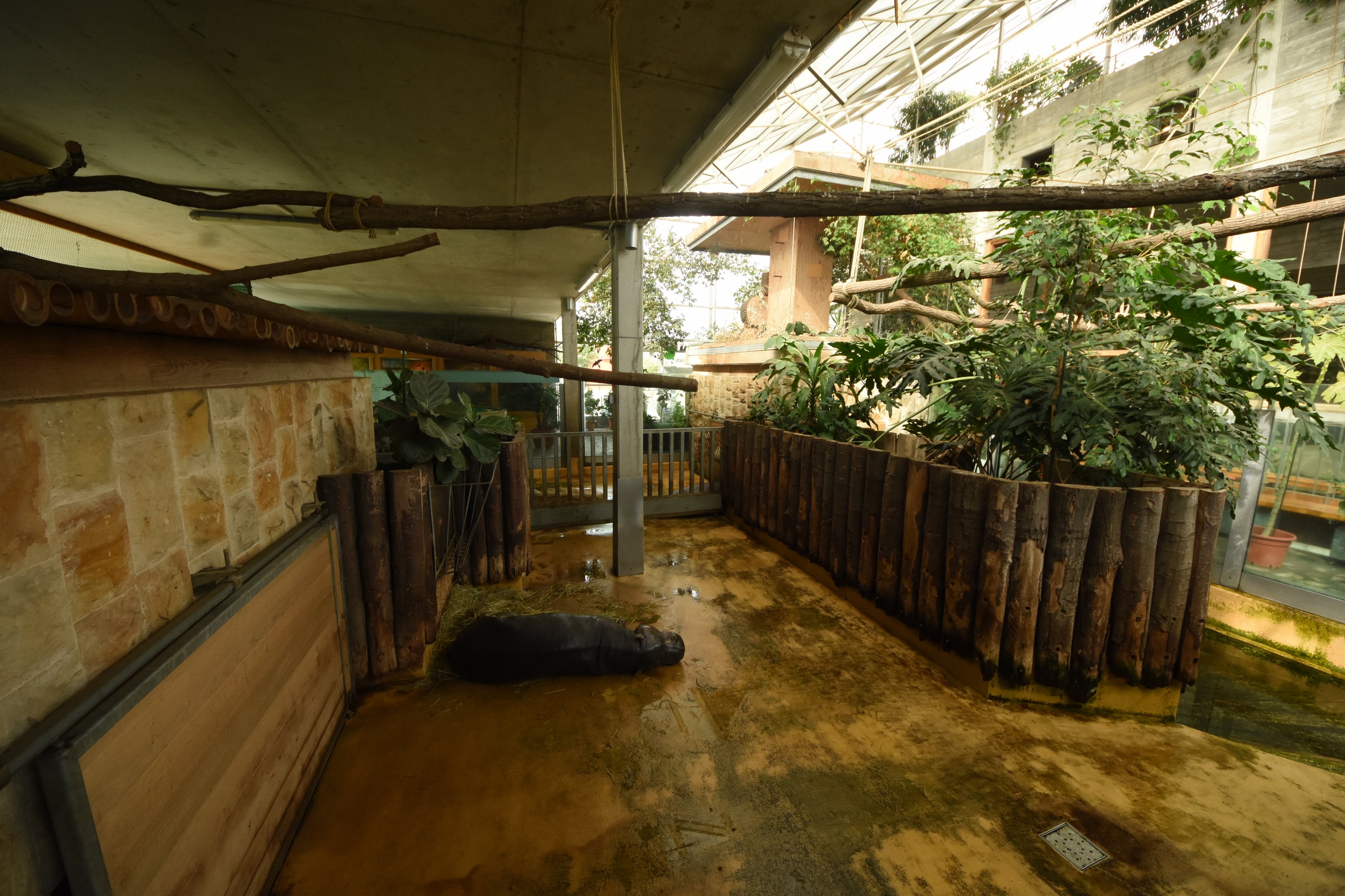 Tropical house - Pygmy hippo enclosure