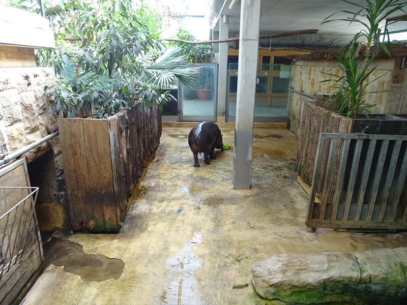 Tropical House - Pygmy hippo enclosure