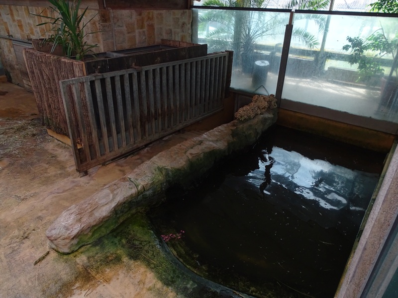 Tropical House - Pygmy hippo enclosure