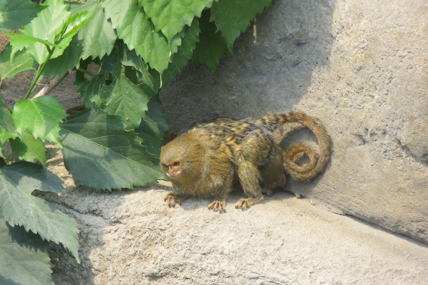 Tropical House - Pygmy marmoset 110519