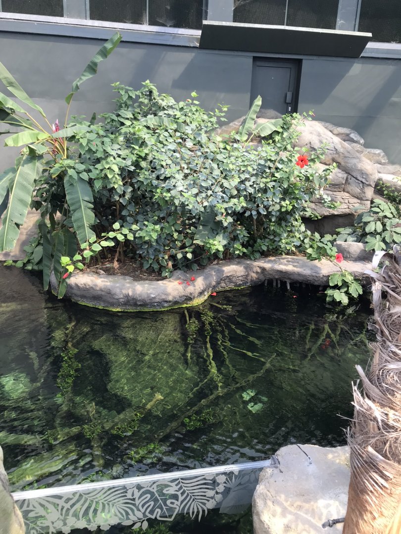 Tropical House - Pygmy marmoset exhibit 110519