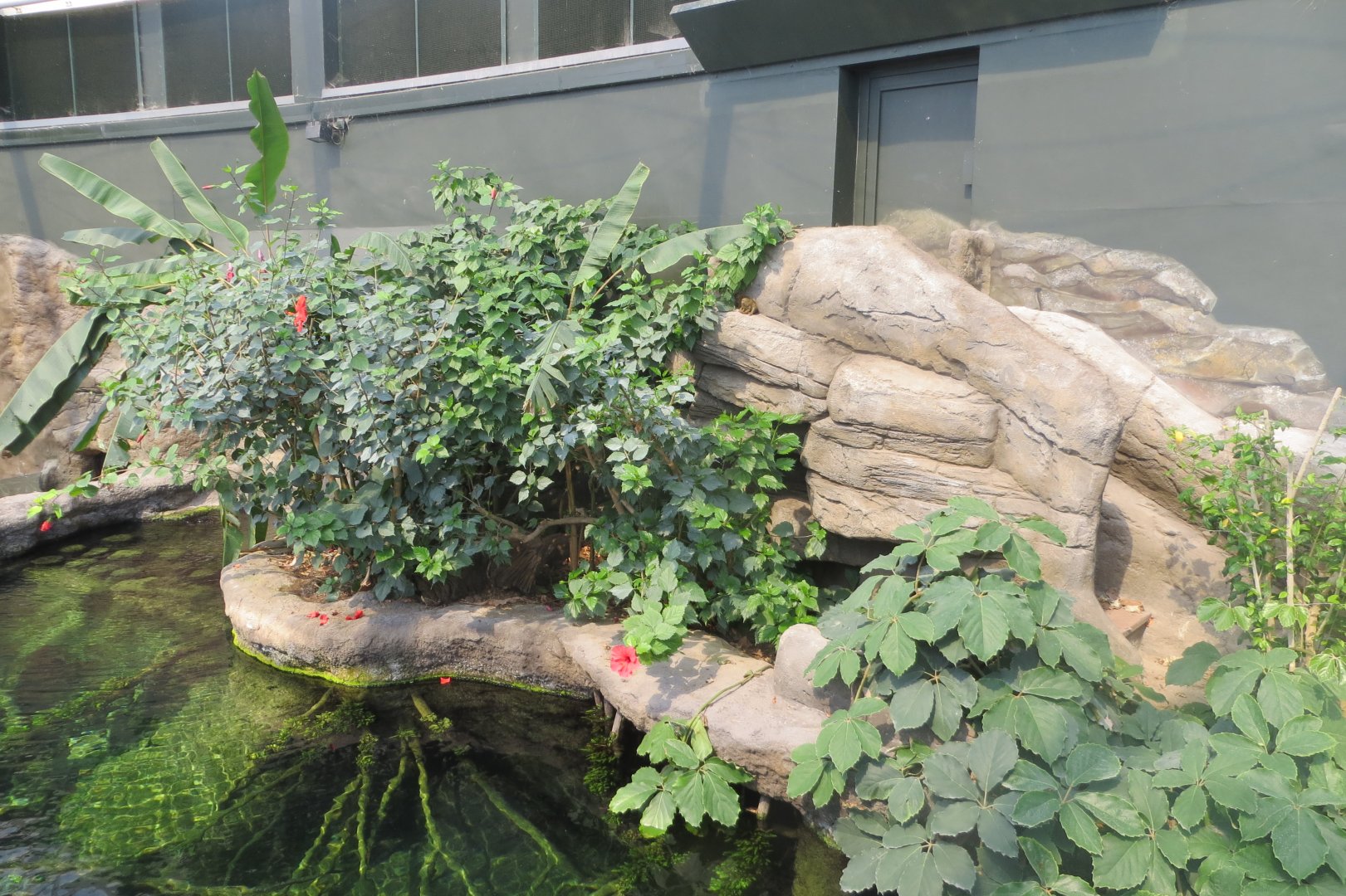 Tropical House - Pygmy marmoset exhibit 110519