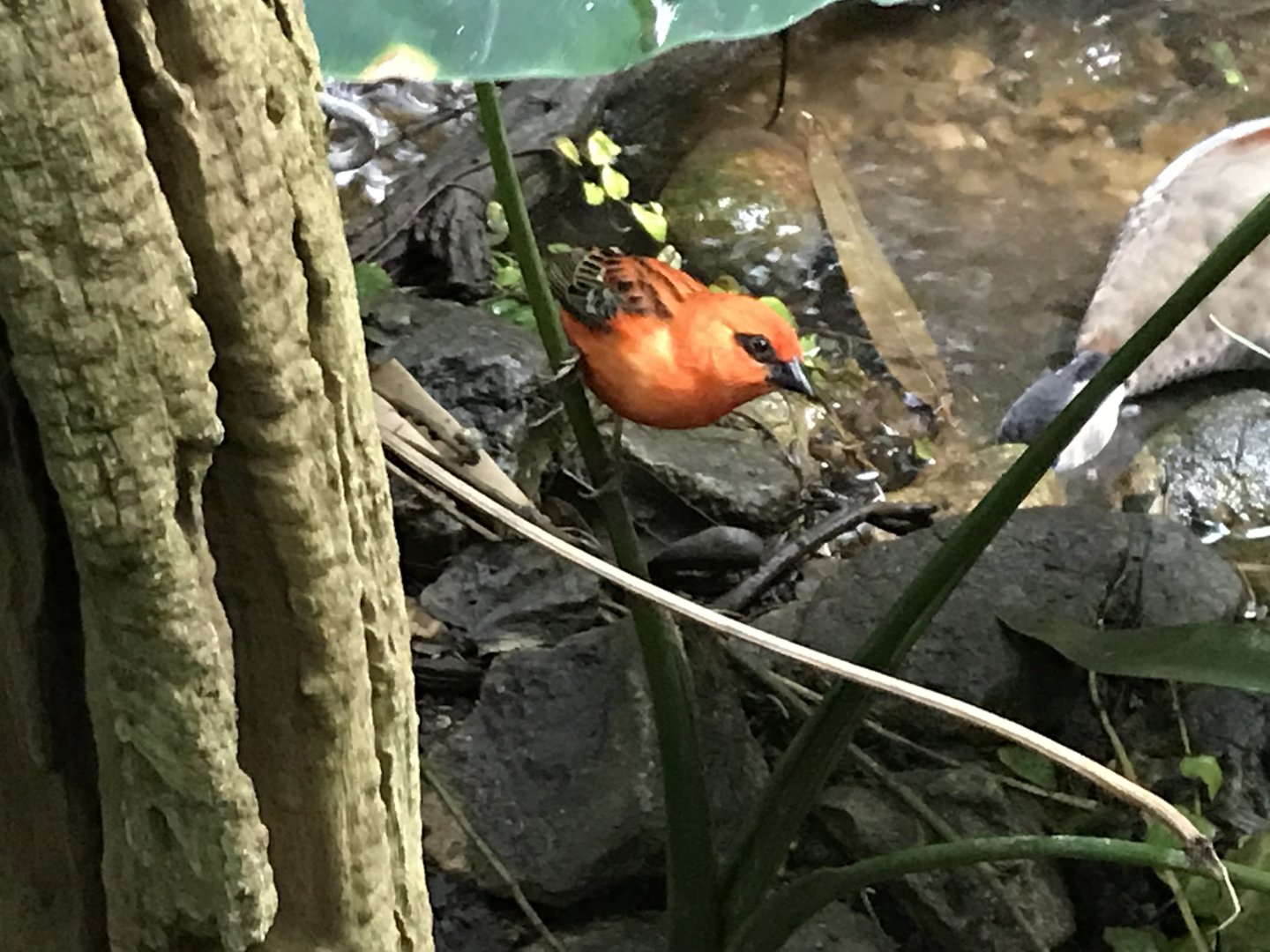 Tropical House - Red fody 071019