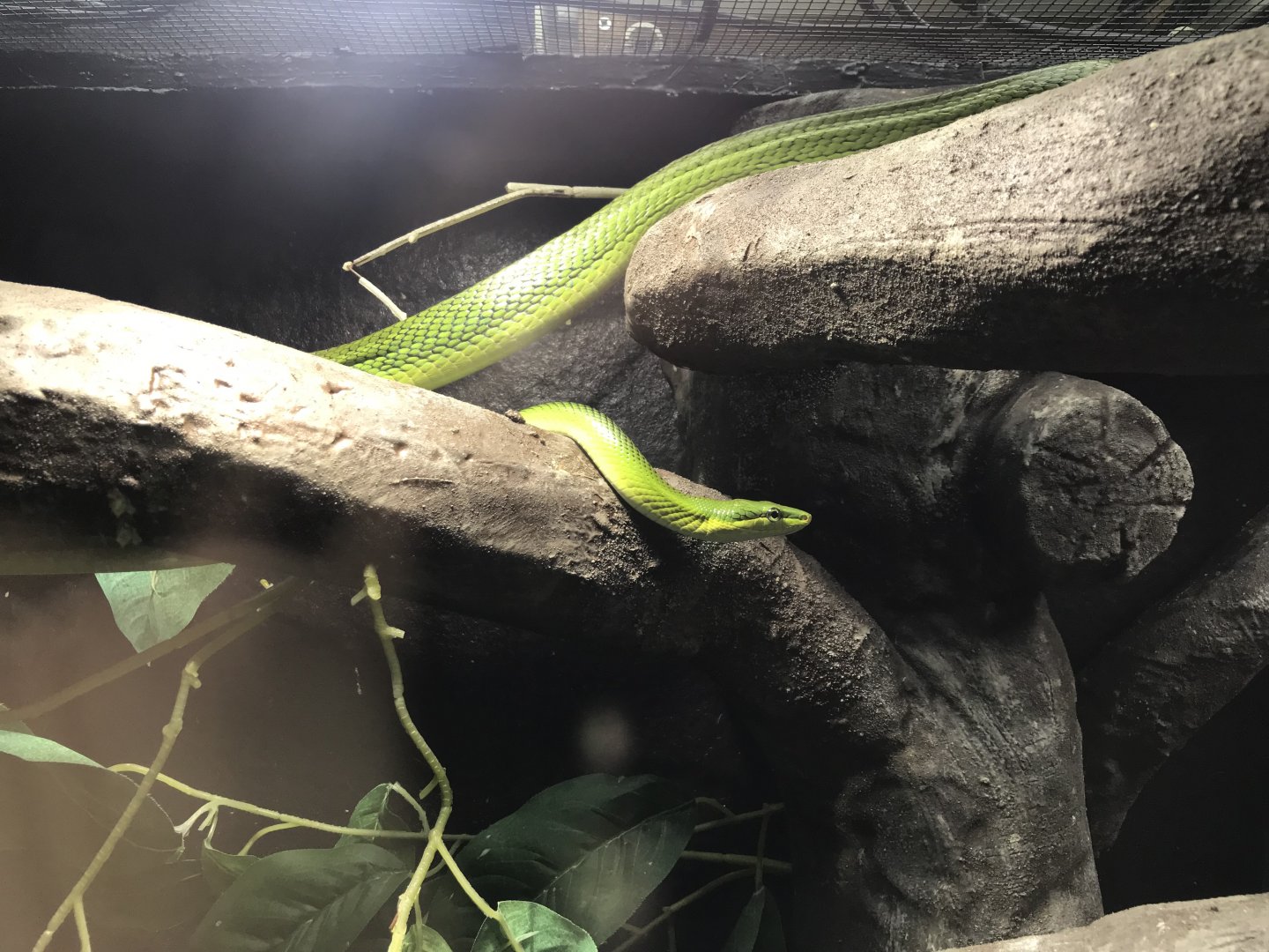 Tropical House - Red-tailed racer snake 081018