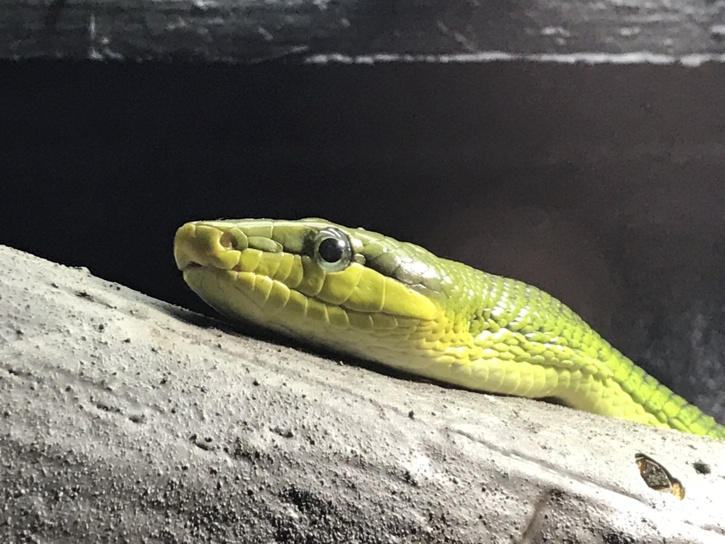 Tropical House - Red-tailed racer snake 081018