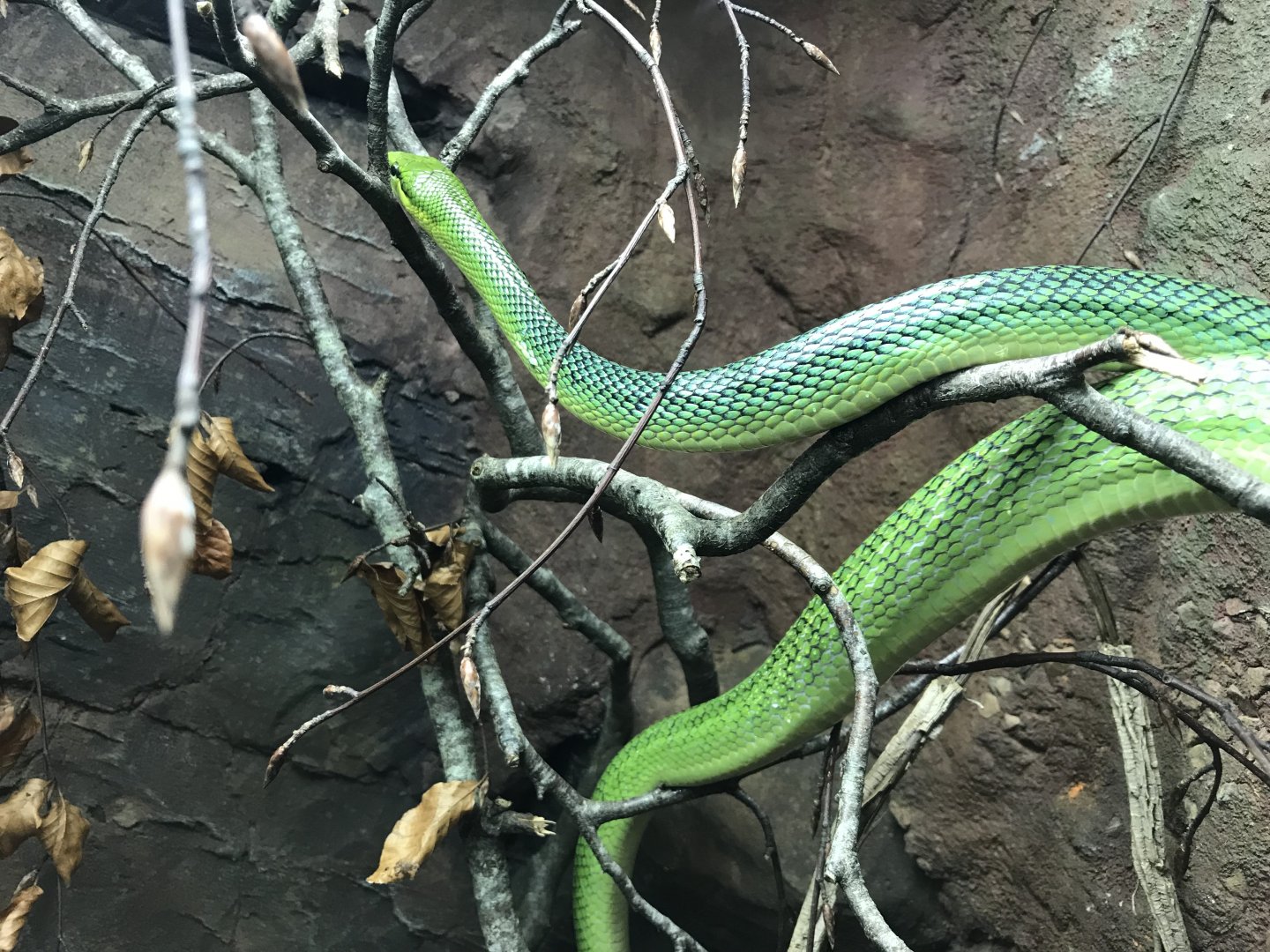 Tropical House - Red-tailed rat snake 050119