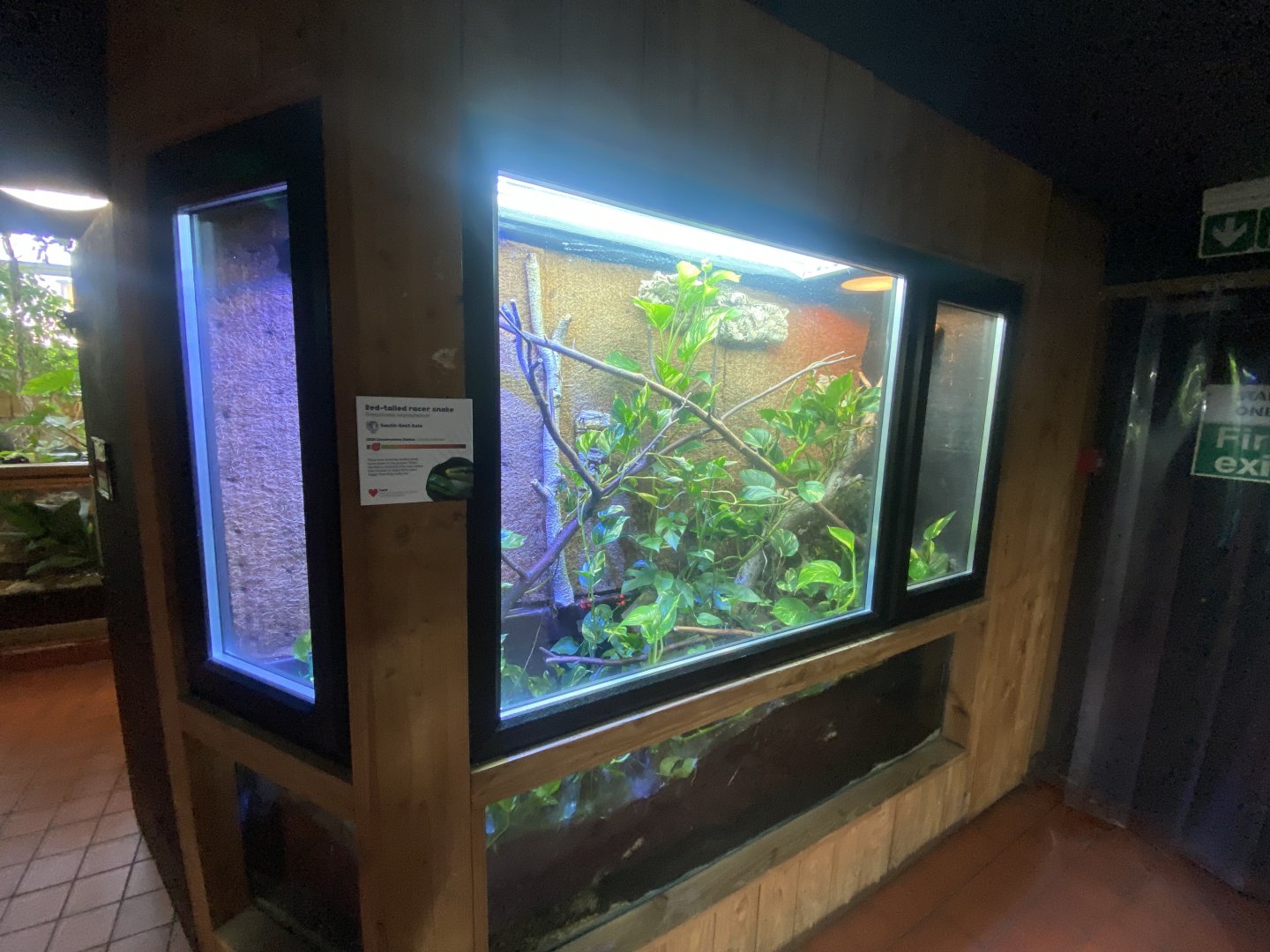 Tropical House - Red-tailed ratsnake exhibit 240424