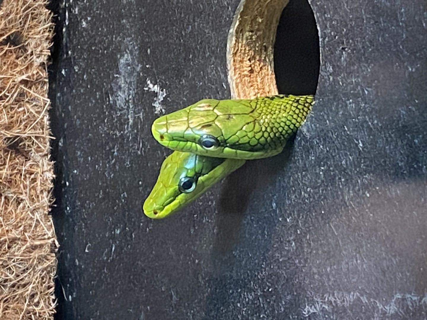 Tropical House - Red-tailed ratsnakes 240424