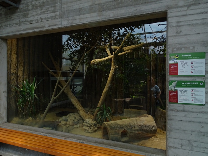 Tropical House - Rhinoceros iguana / Cuban grassquit enclosure