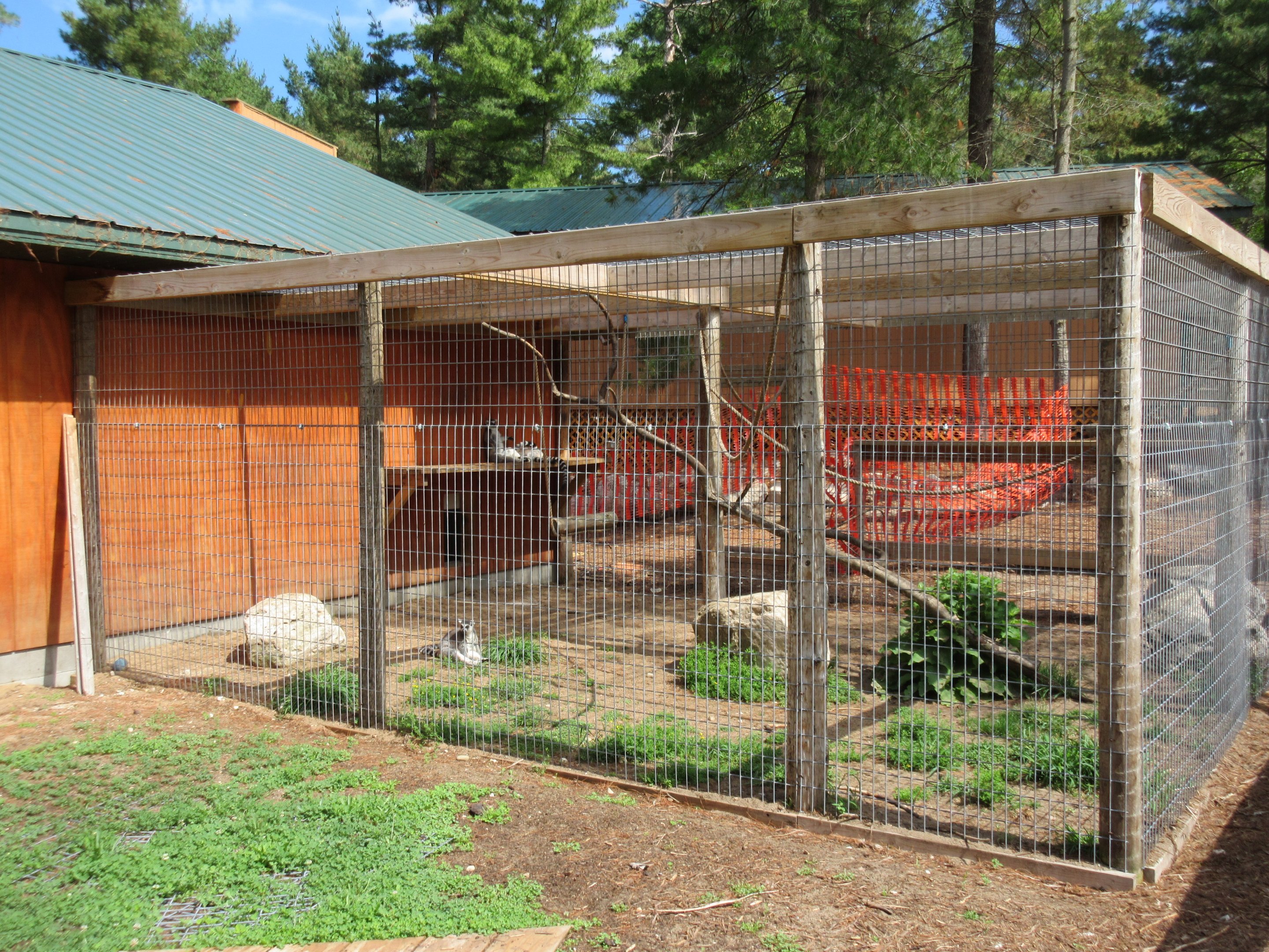 Tropical House - Ring-tailed Lemur Exhibit