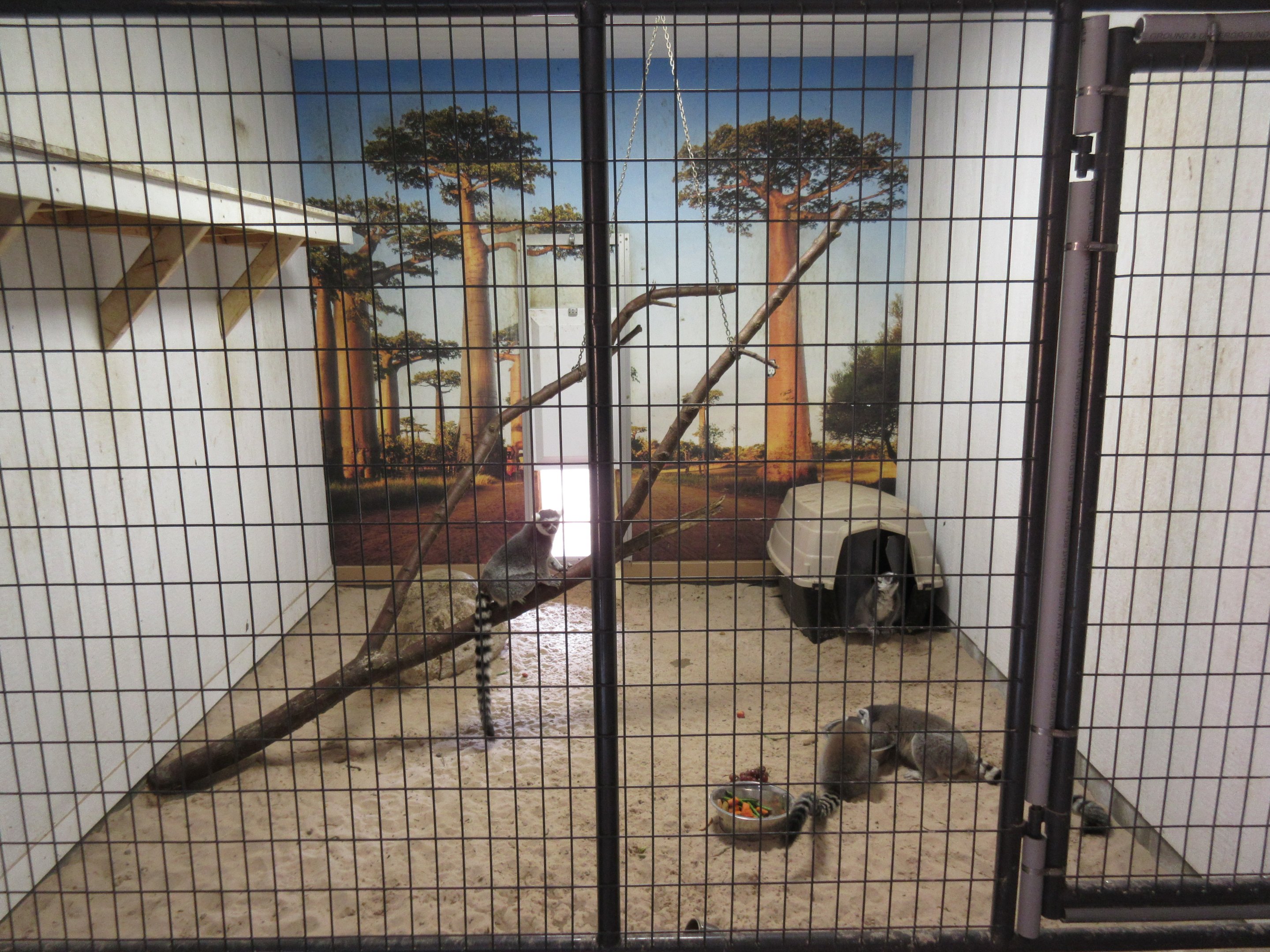 Tropical House - Ring-tailed Lemur Indoor Exhibit