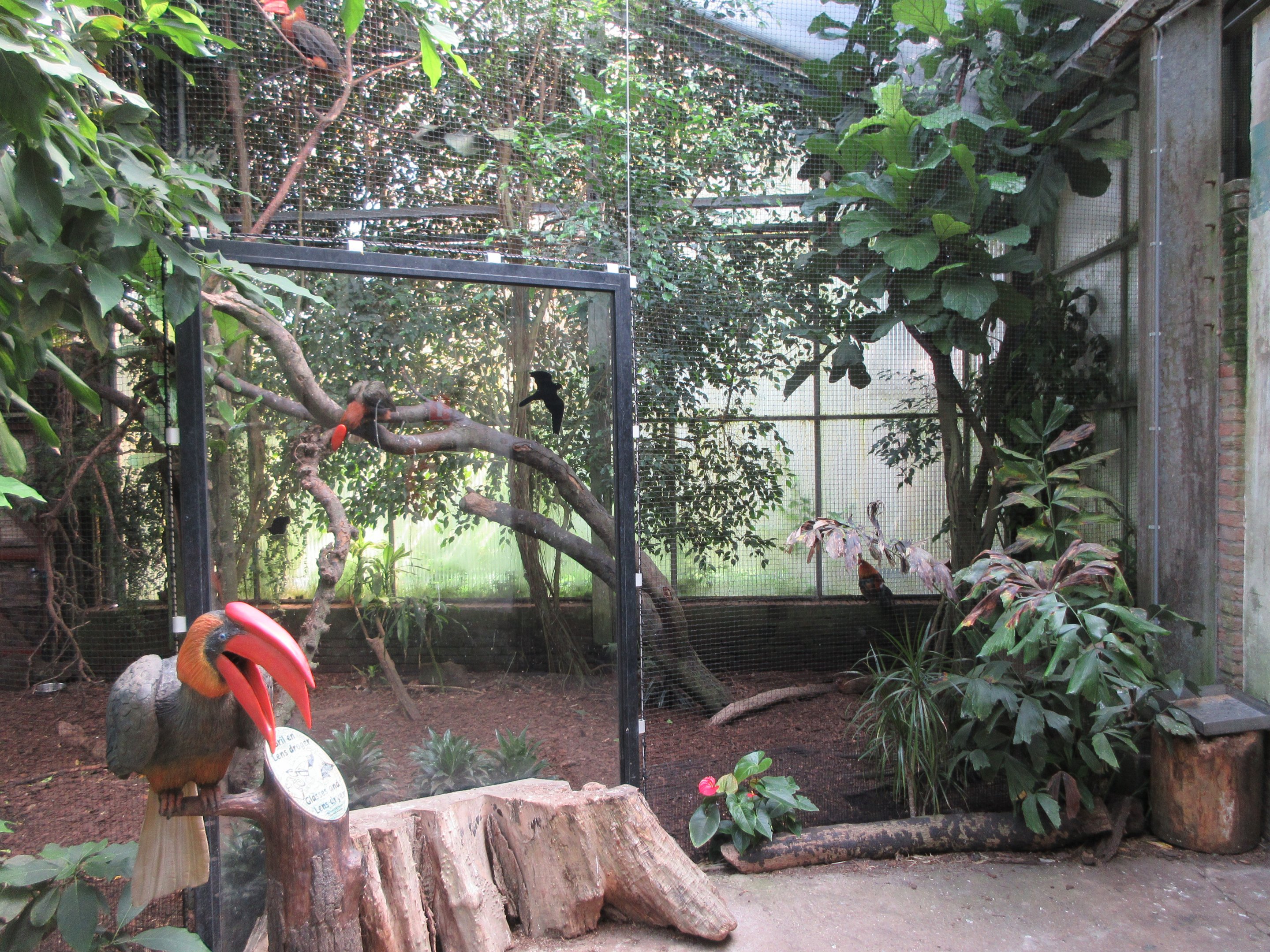 Tropical House - Rufous Hornbill Exhibit