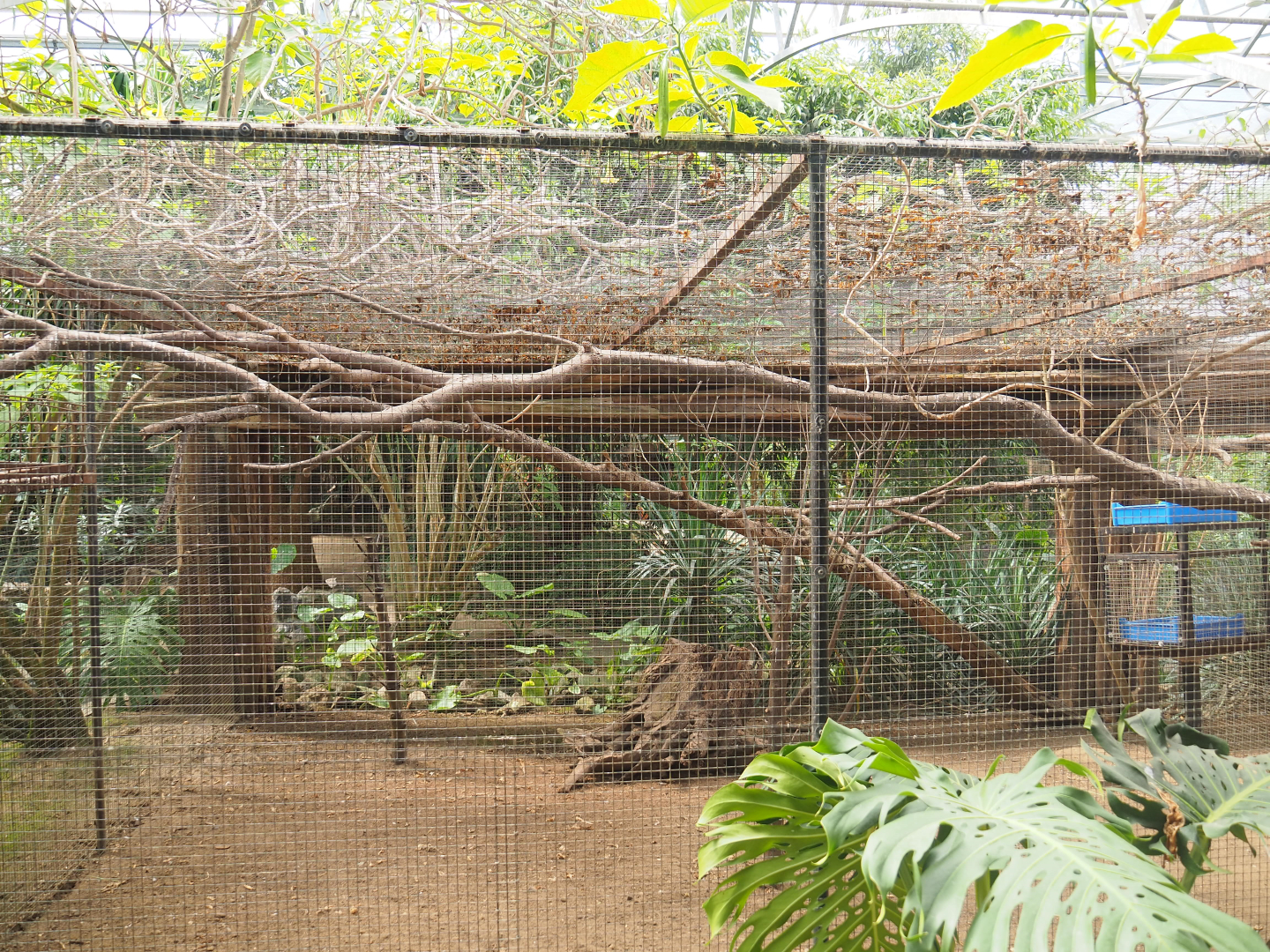 Tropical house separation aviary, 2019-08-04