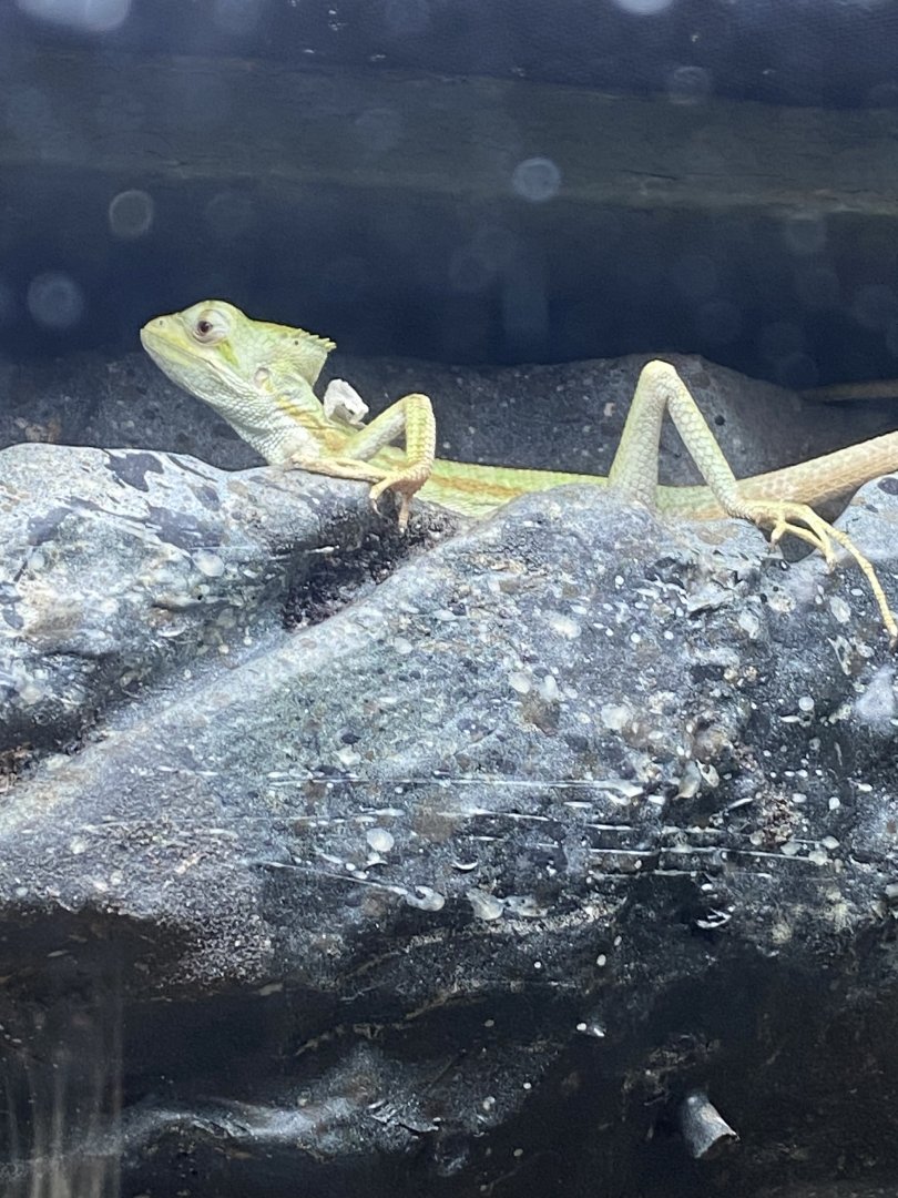 Tropical House - Serrated casquehead iguana 240424