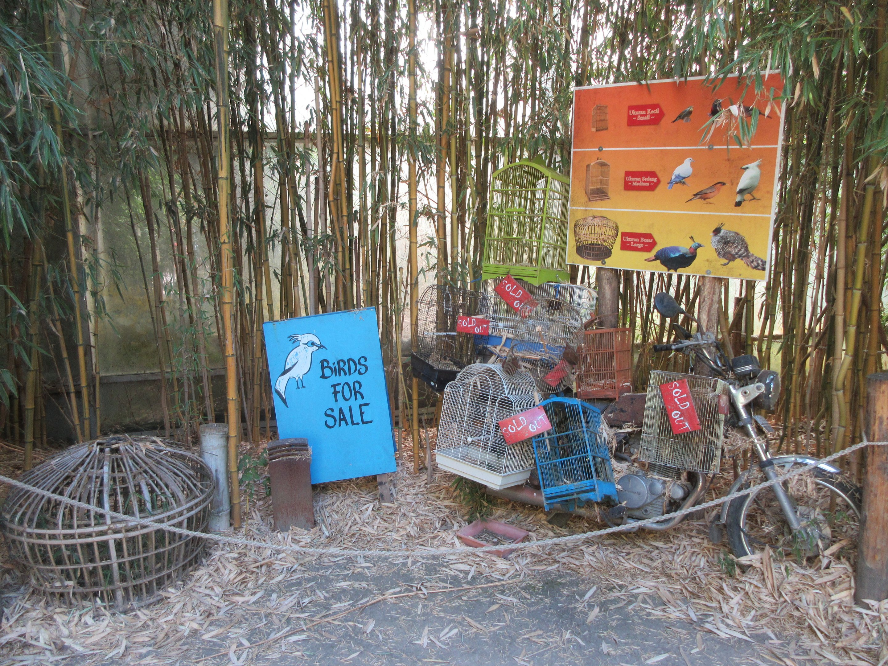 Tropical House - Silent Forest Theme