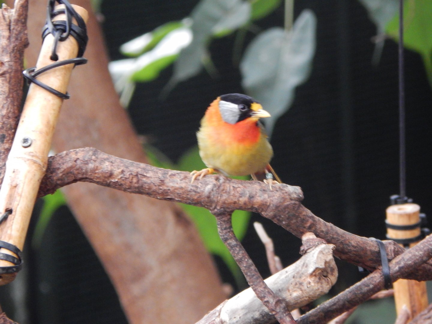 Tropical House - Silver-eared mesia 150725