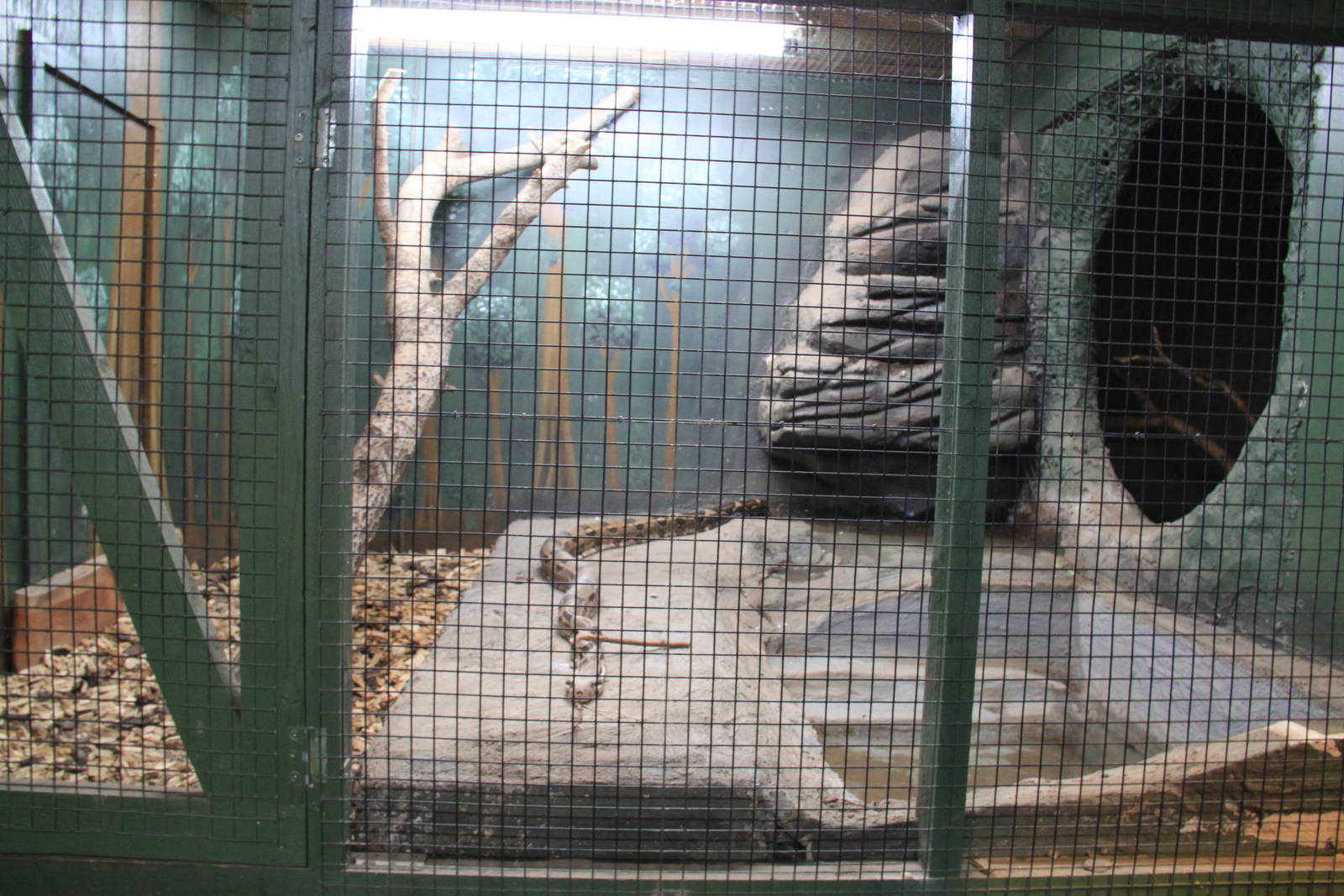 Tropical House - Snake Exhibit