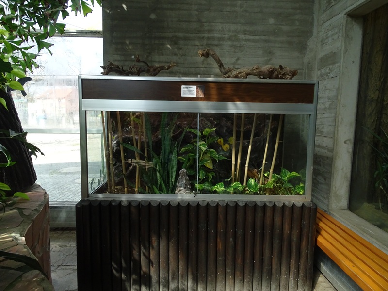 Tropical House - Standings day gecko terrarium