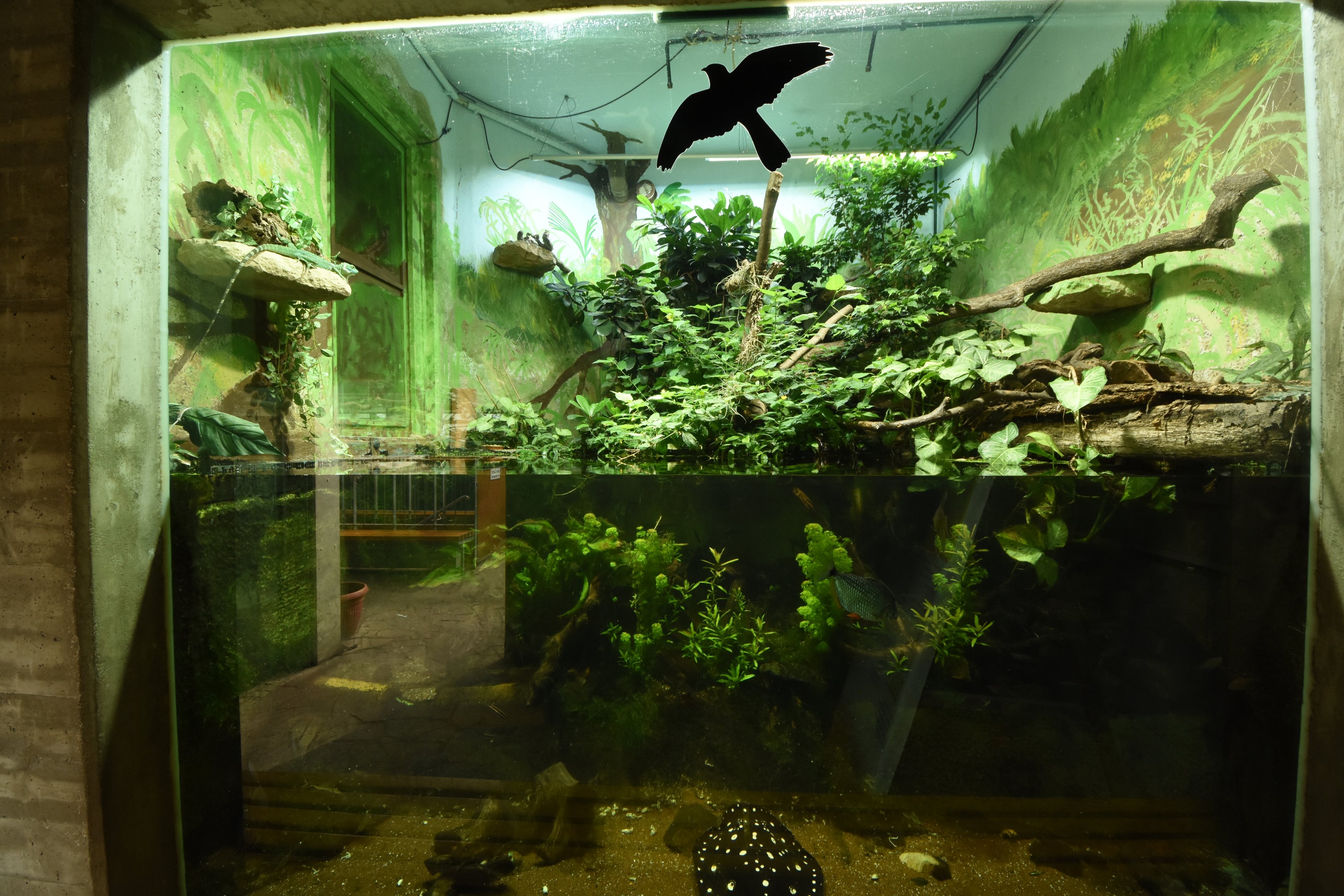 Tropical house - Sting ray & Basilisk terrarium