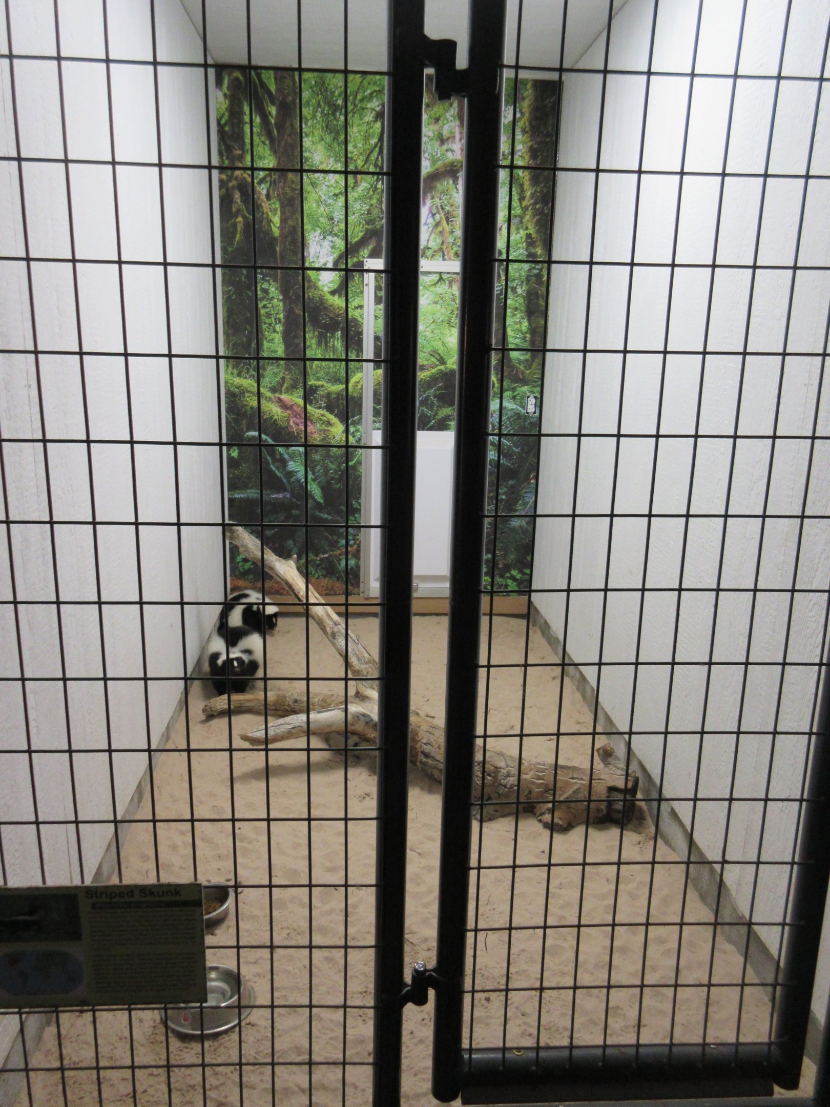 Tropical House - Striped Skunk Exhibit