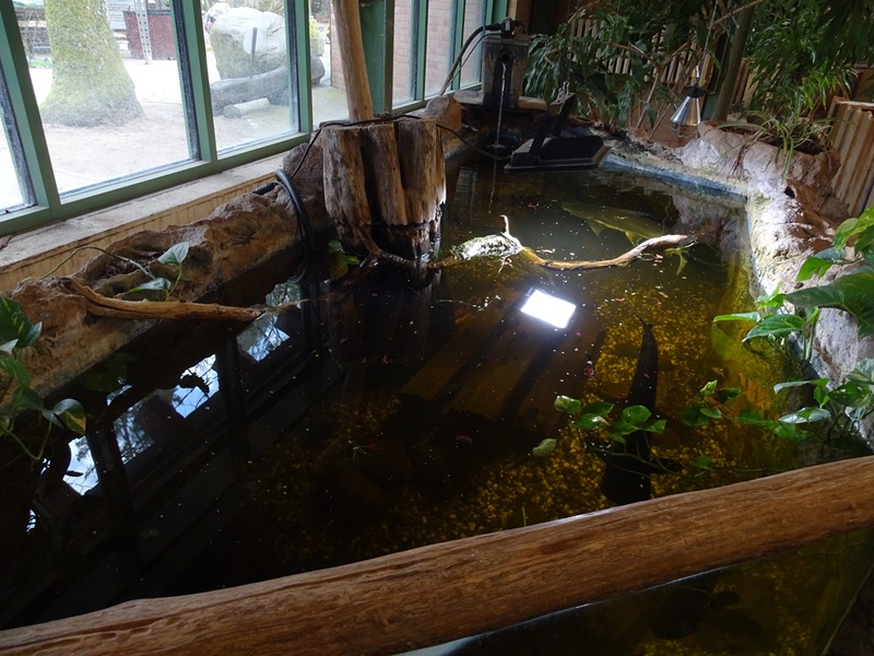 Tropical House: sutchi catfish / sailfin pleco aquarium