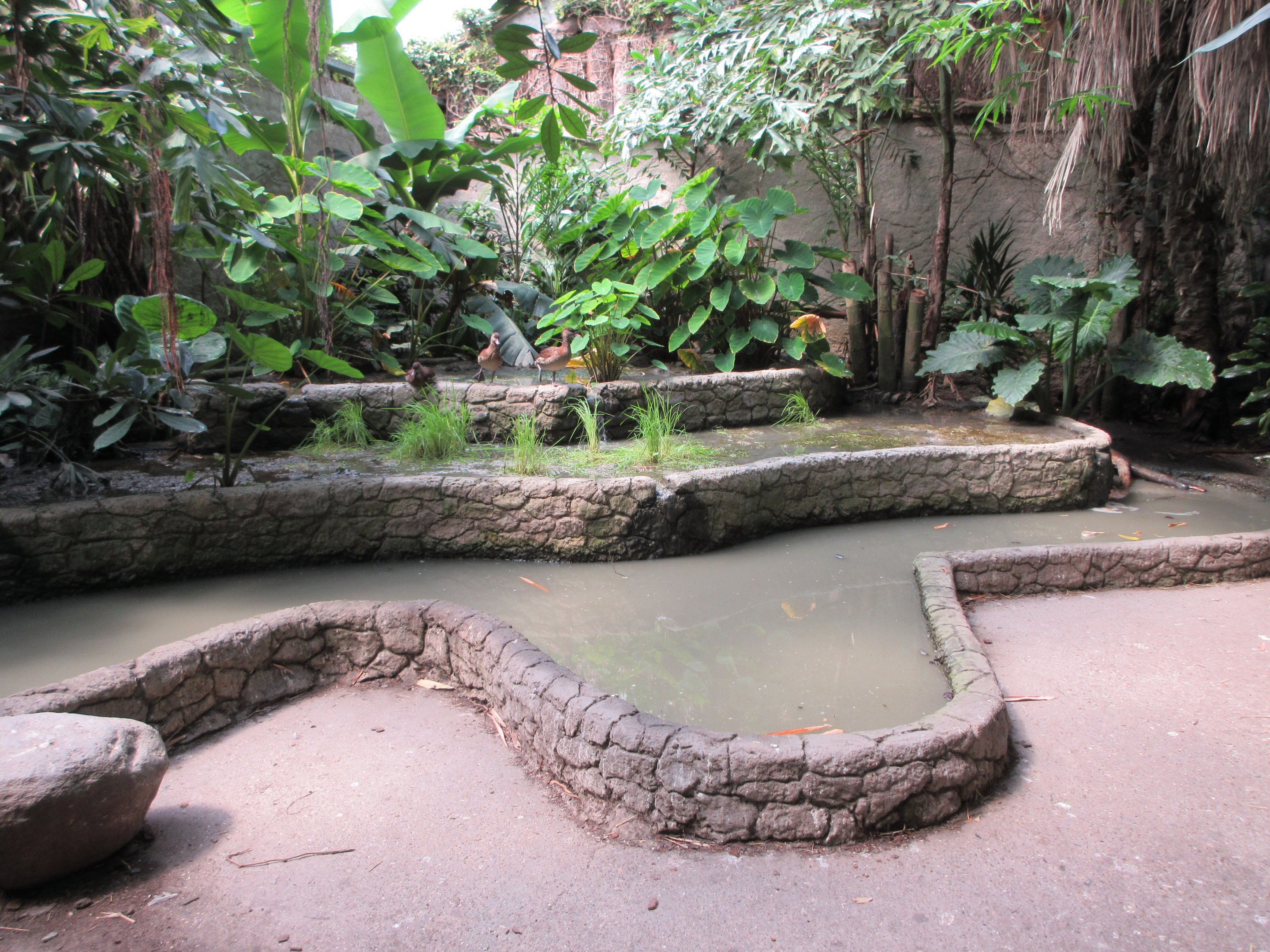 Tropical House - Terraced Pond